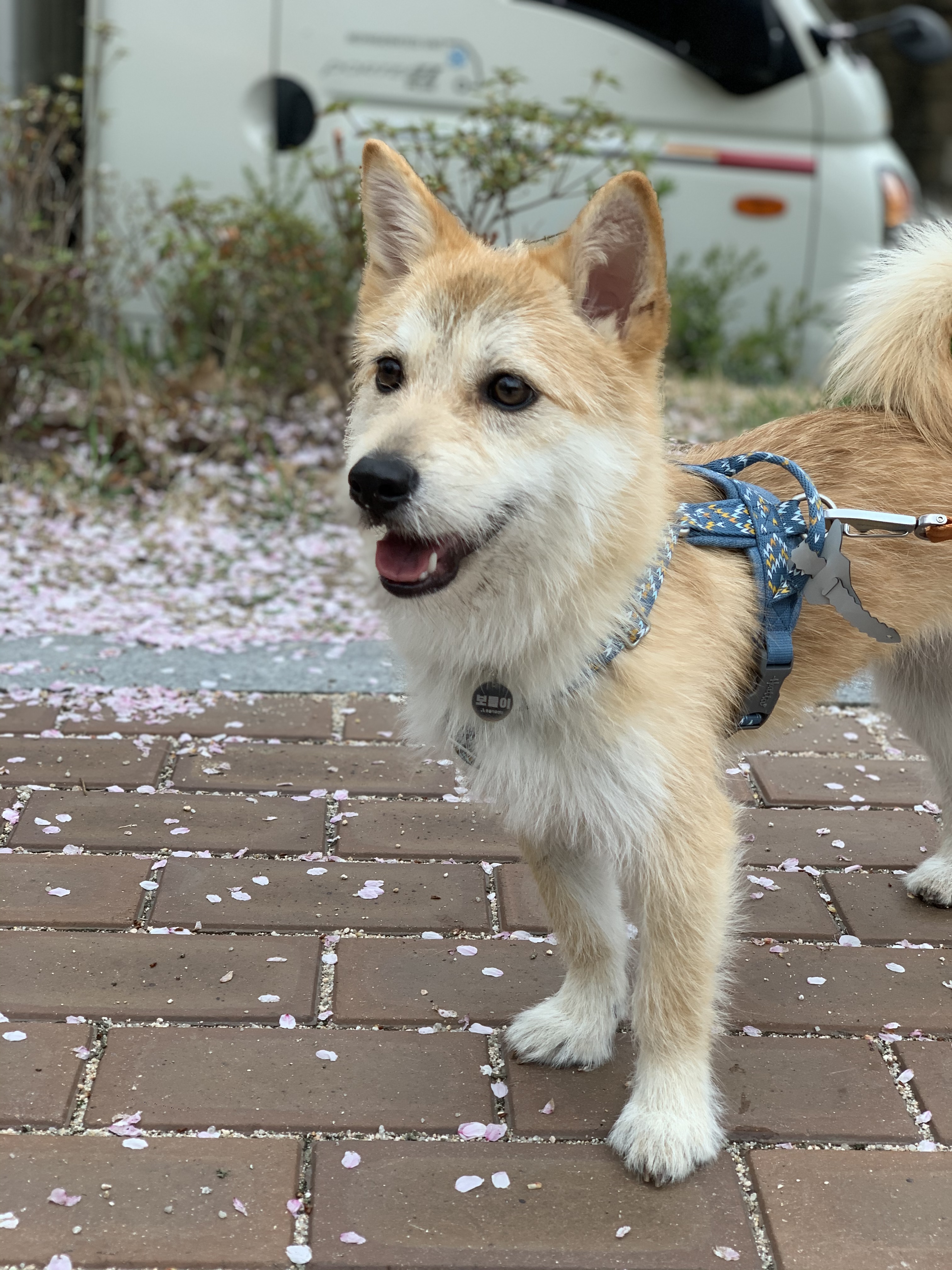 보들이(순애) 3개월 차 이야기♥