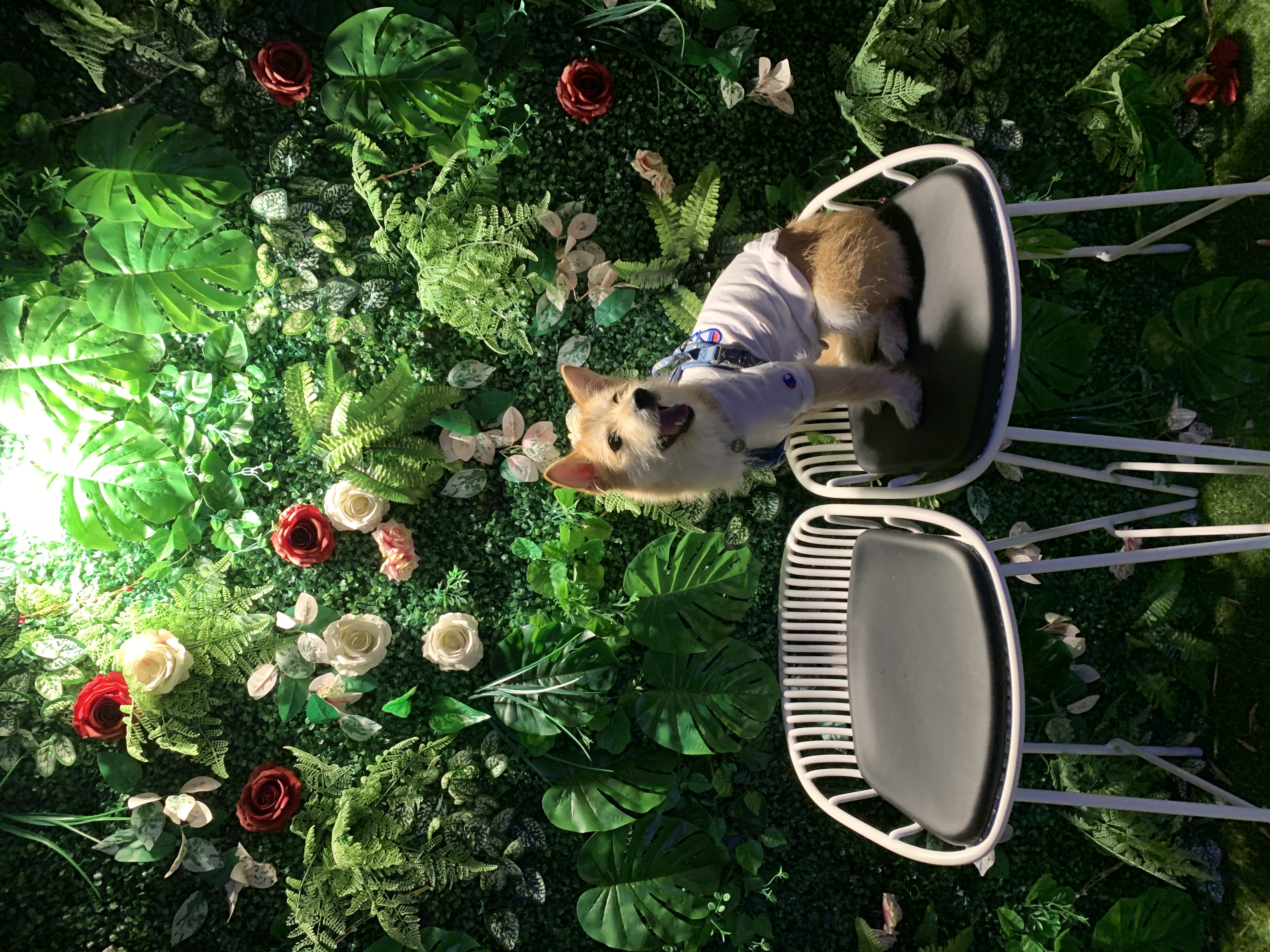 보들이(순애) 3개월 차 이야기♥