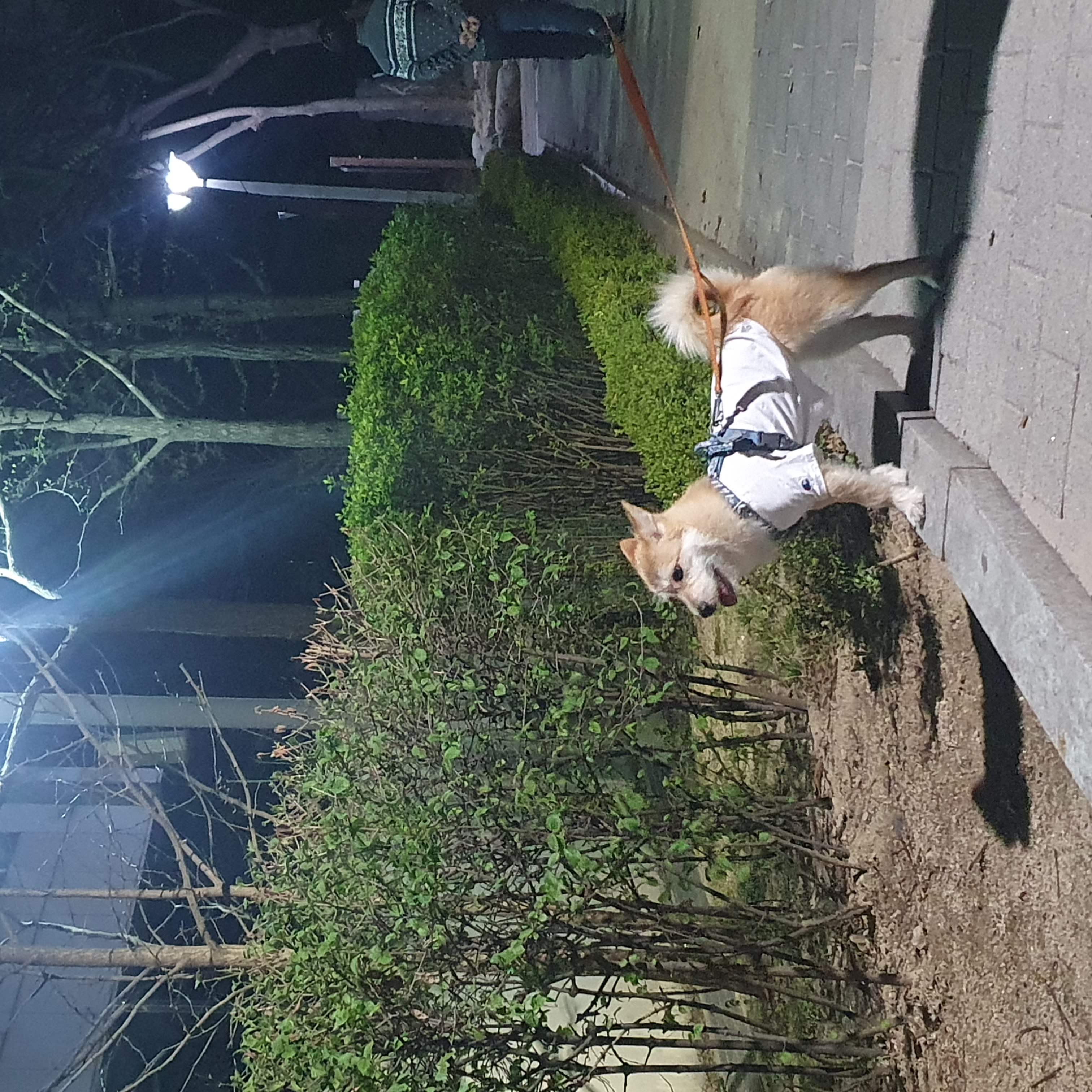 보들이(순애) 3개월 차 이야기♥