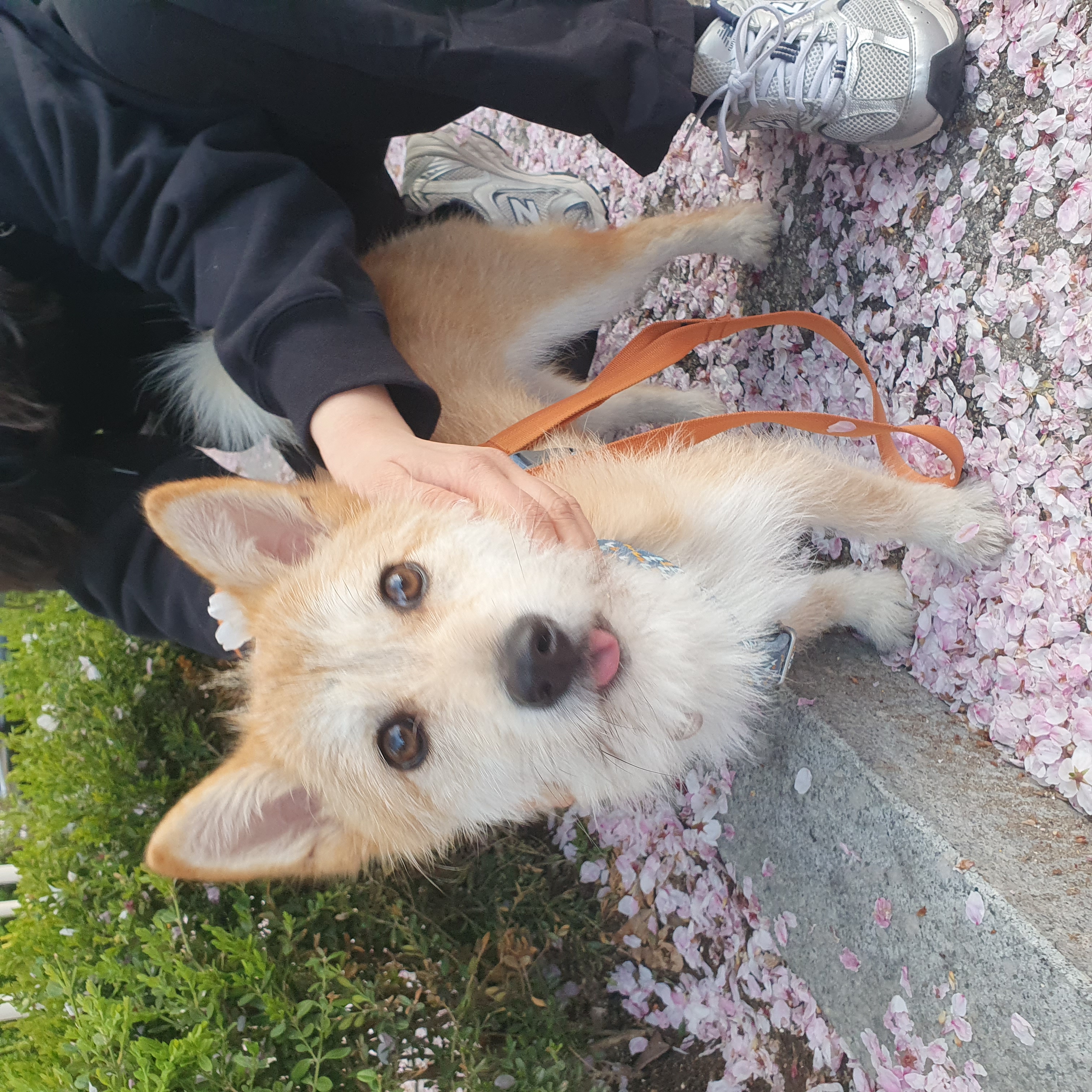 보들이(순애) 3개월 차 이야기♥