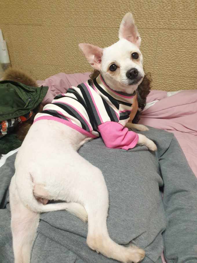 오뜨(두부) 일주일 차 후기