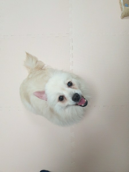 오뜨(두부) 일주일 차 후기