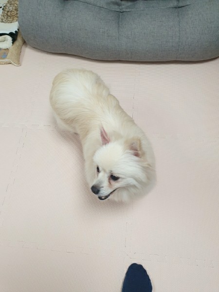 오뜨(두부) 일주일 차 후기