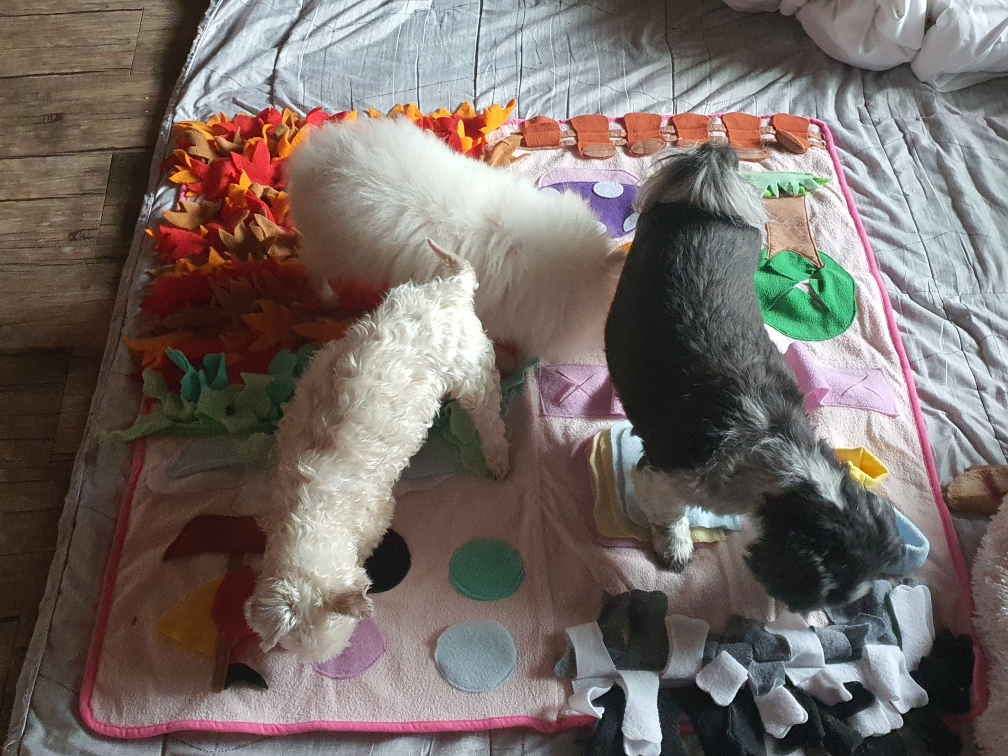 곤지암10번 (꽃님이)  곤지암41번(모모)  잘적응하고 있어요^^