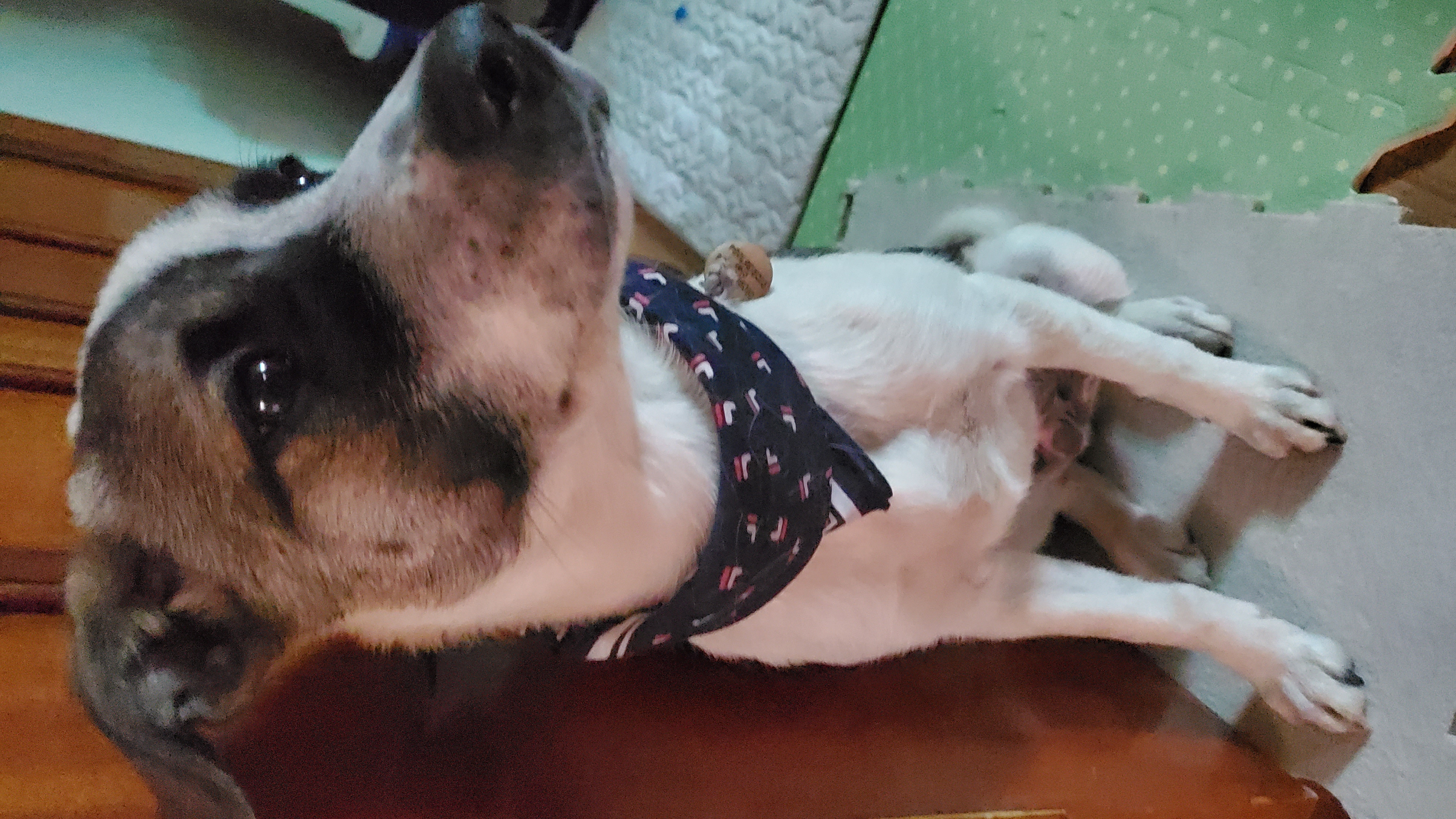 아띠&빵야(파파&레레) 3개월 🤗