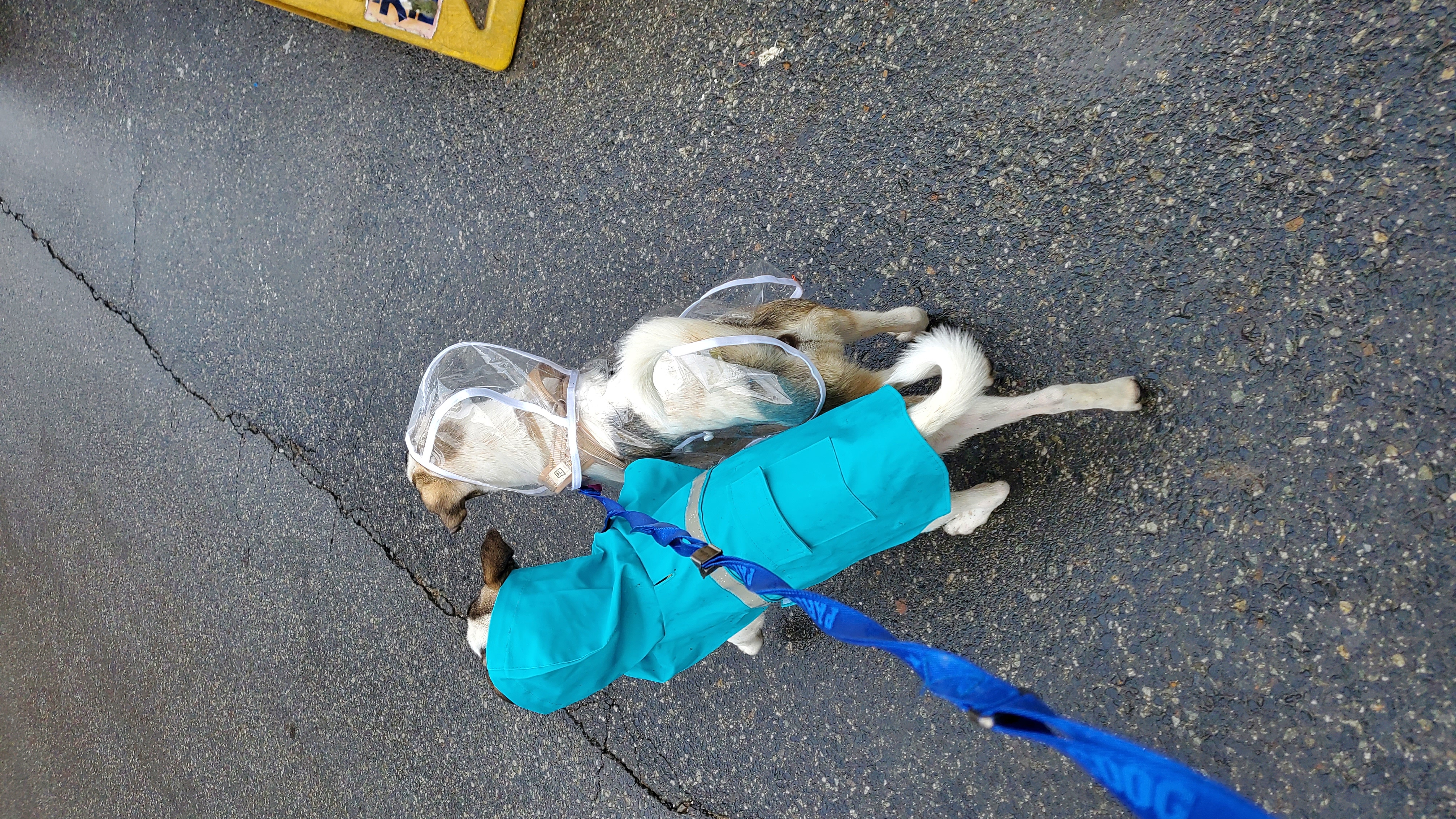 아띠&빵야(파파&레레) 3개월 🤗