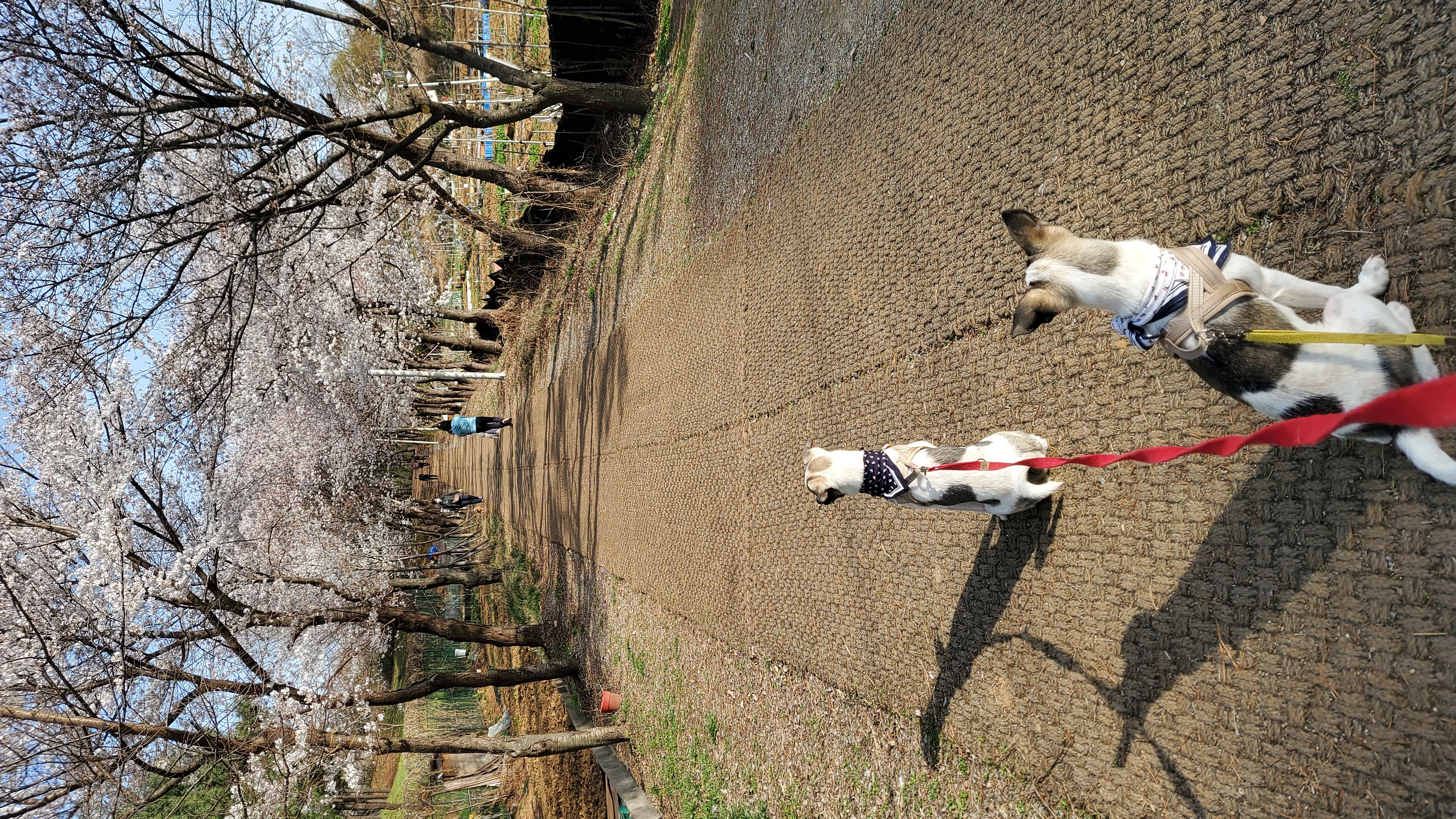 아띠&빵야(파파&레레) 3개월 🤗