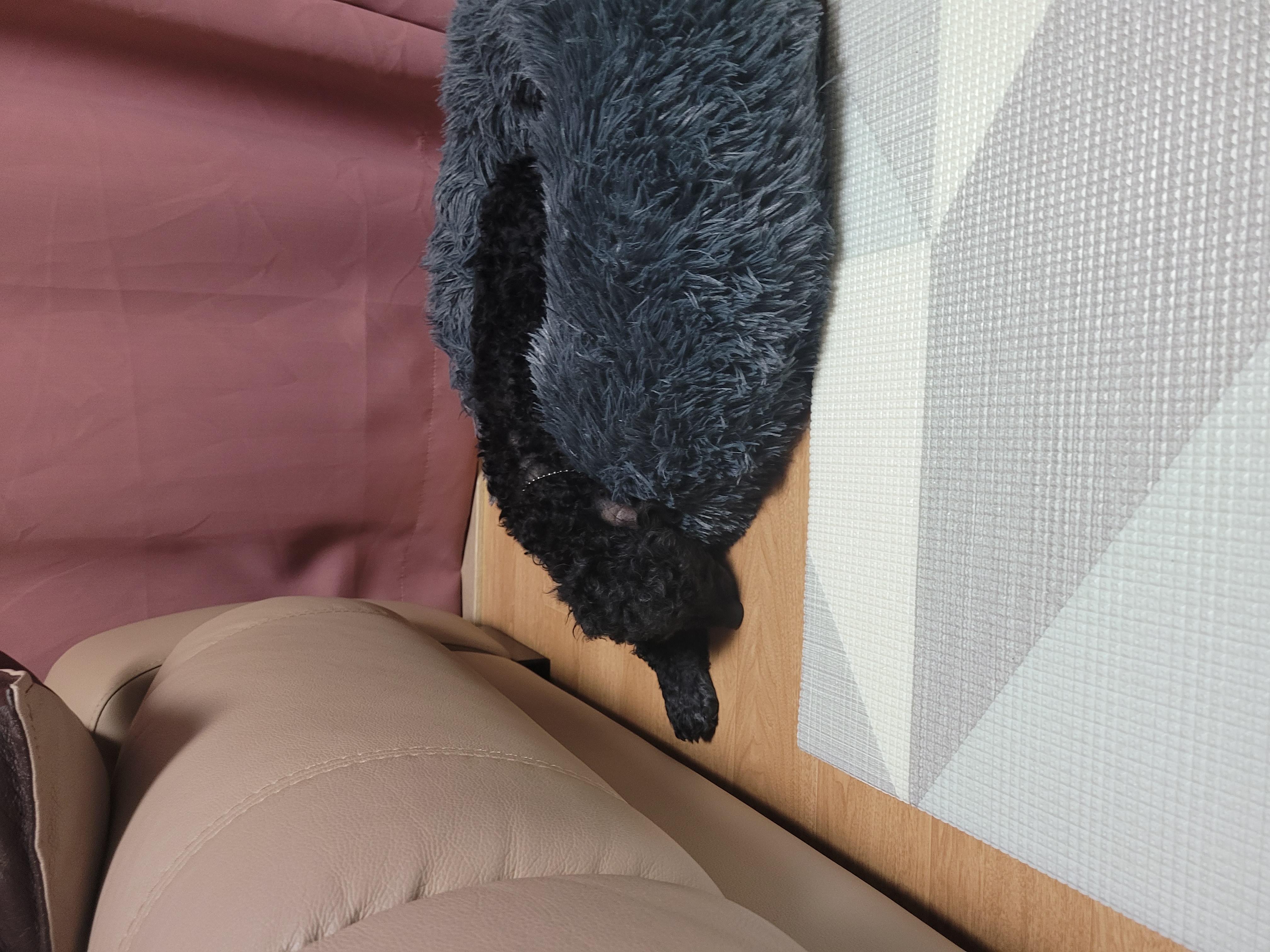 뽀송이 입양후 한달