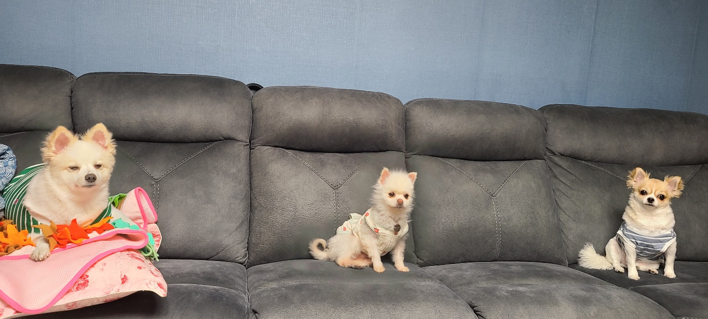 흰돌이네 입니다(입양3일차모습)