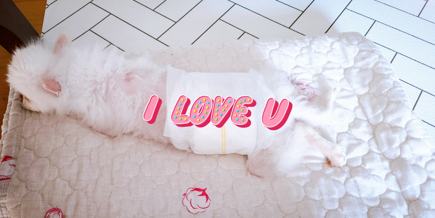 흰돌이네 입니다(입양3일차모습)