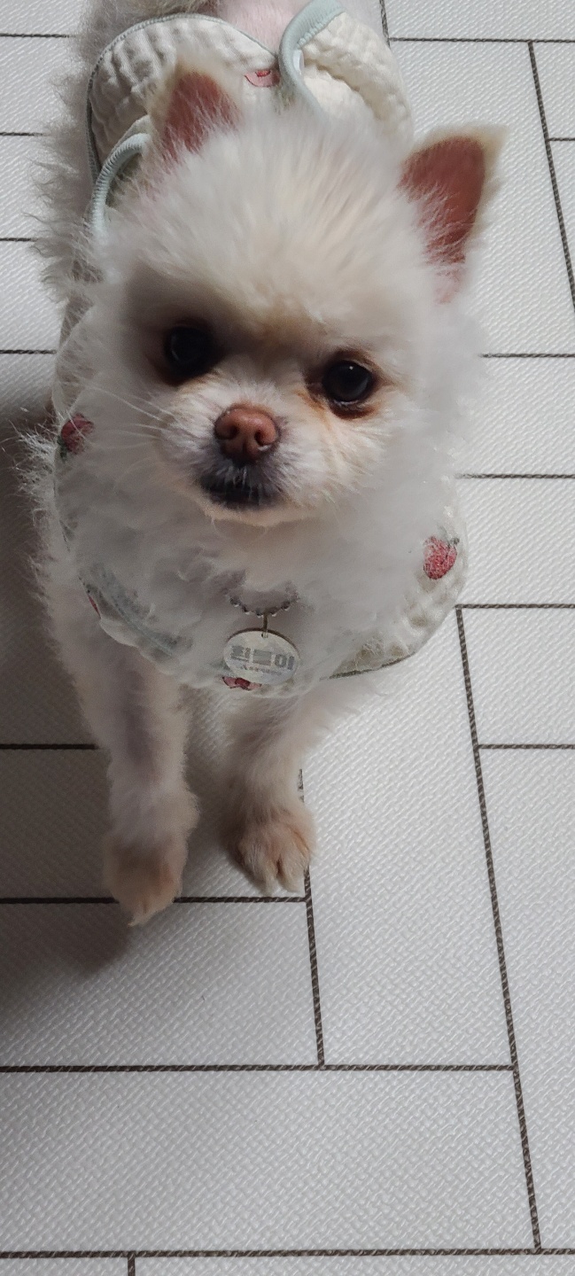 흰돌이네 입니다(입양3일차모습)