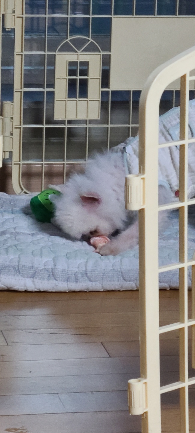 흰돌이네 입니다(입양3일차모습)