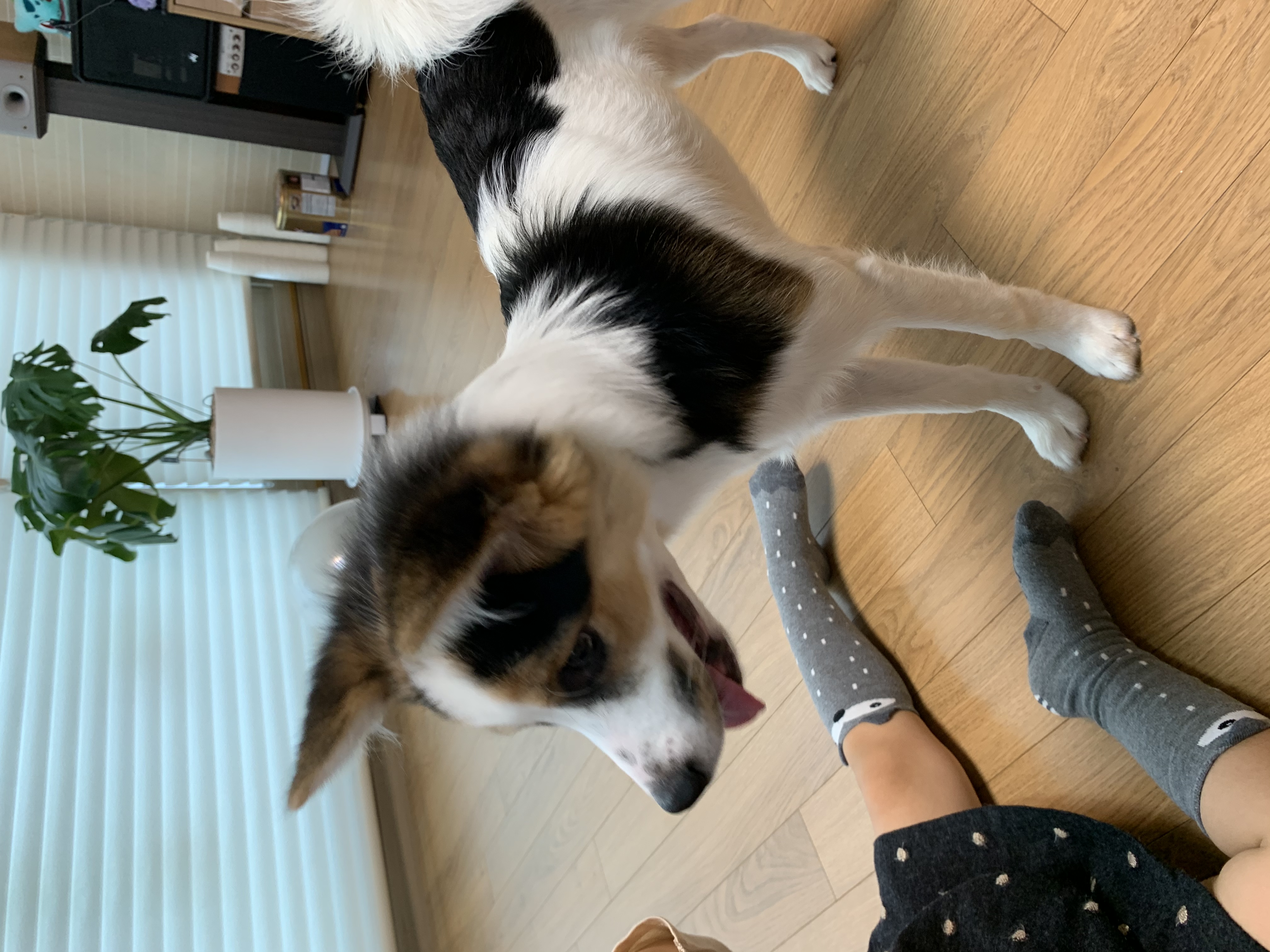 마블이 입양한지 벌써 3개월이 되었어요!