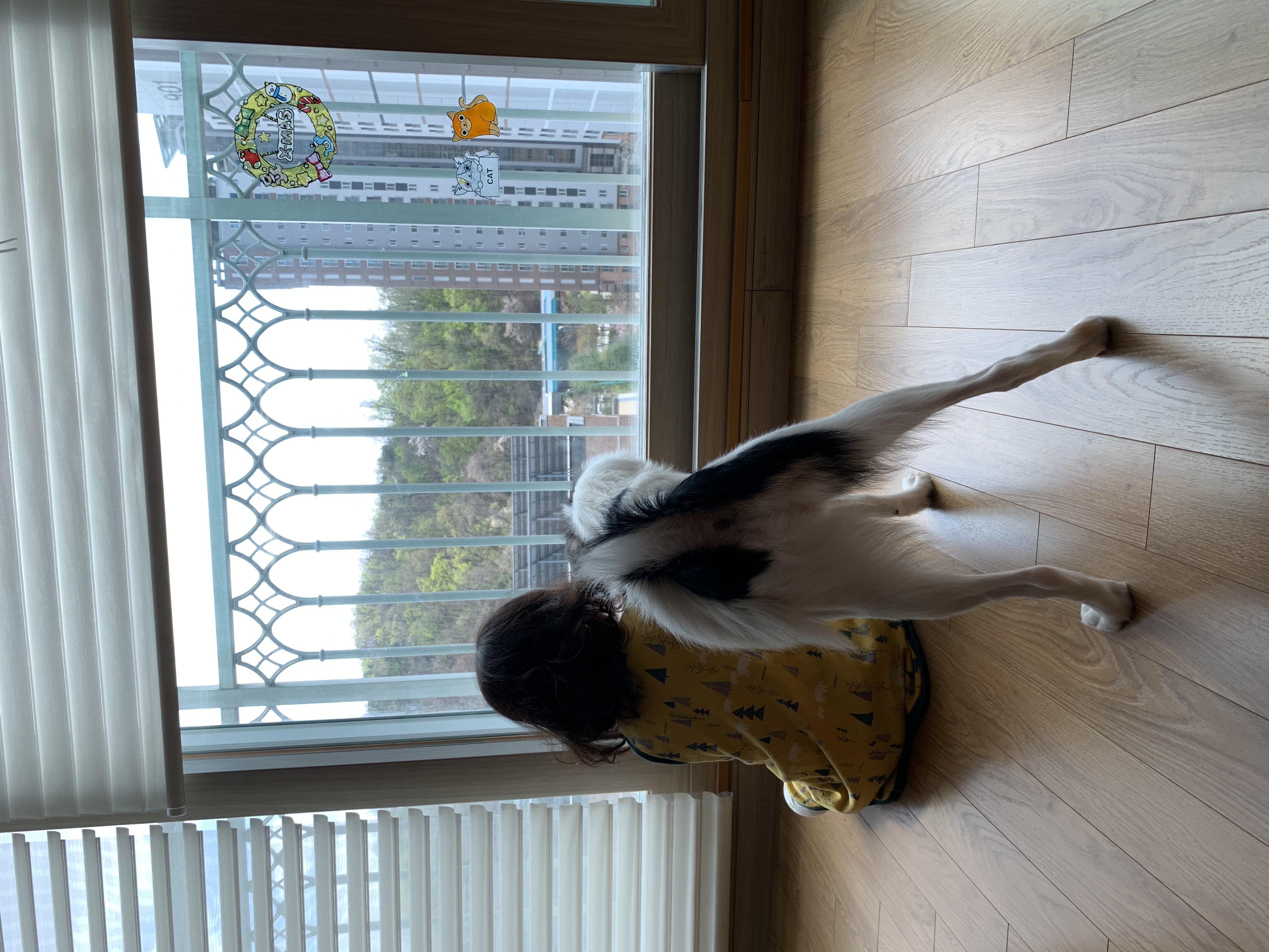 마블이 입양한지 벌써 3개월이 되었어요!