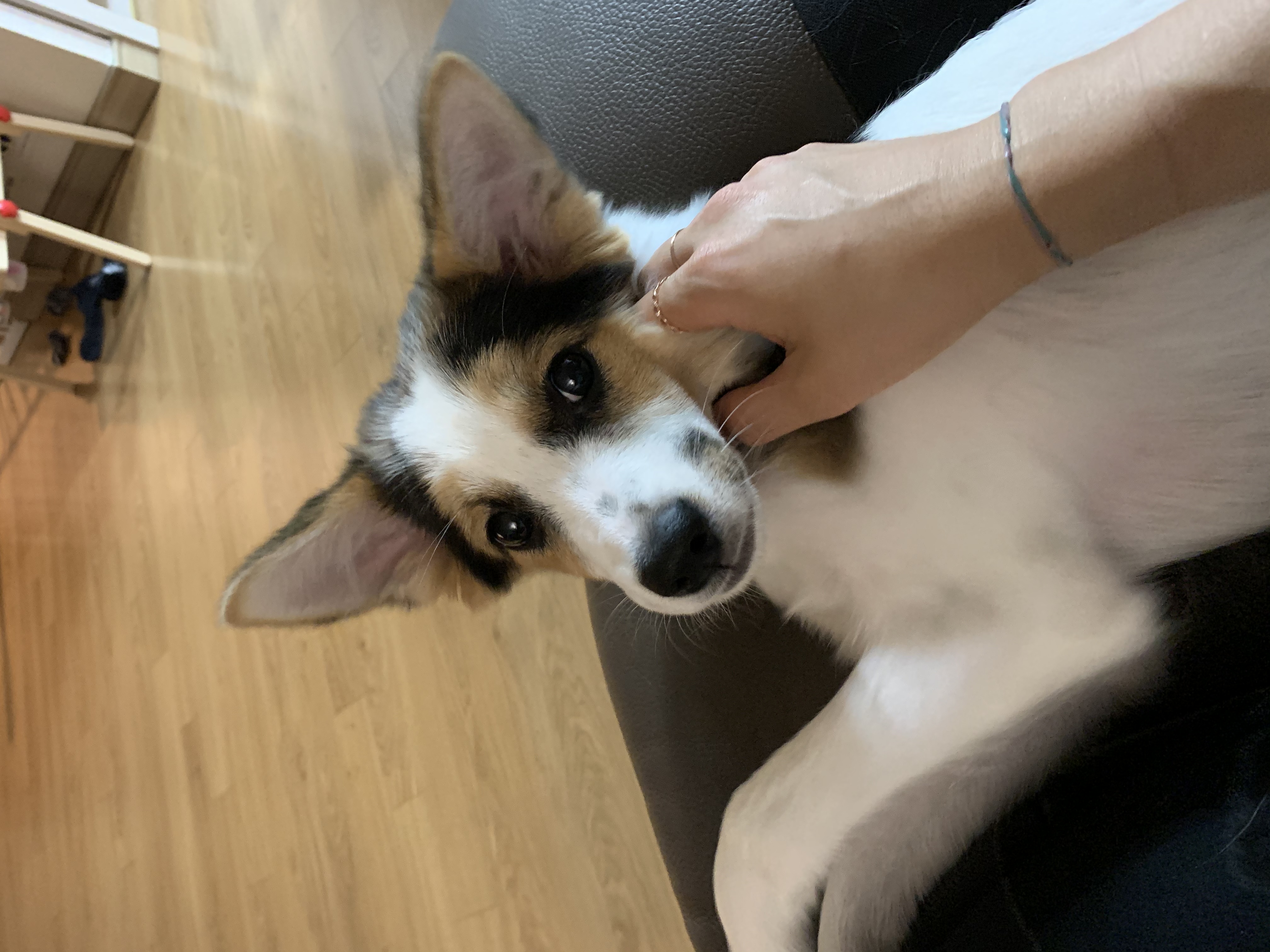 마블이 입양한지 벌써 3개월이 되었어요!