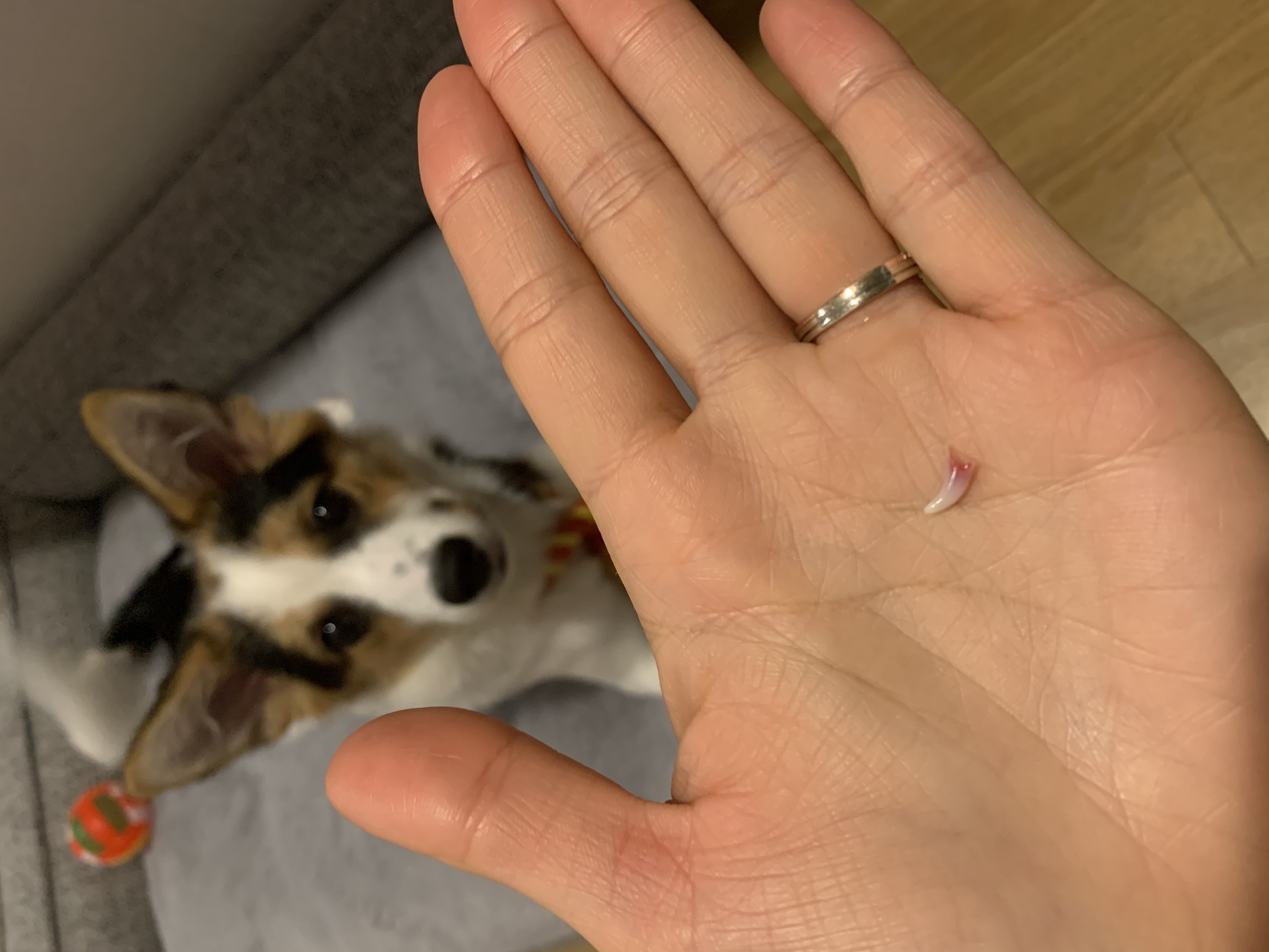 마블이 입양한지 벌써 3개월이 되었어요!