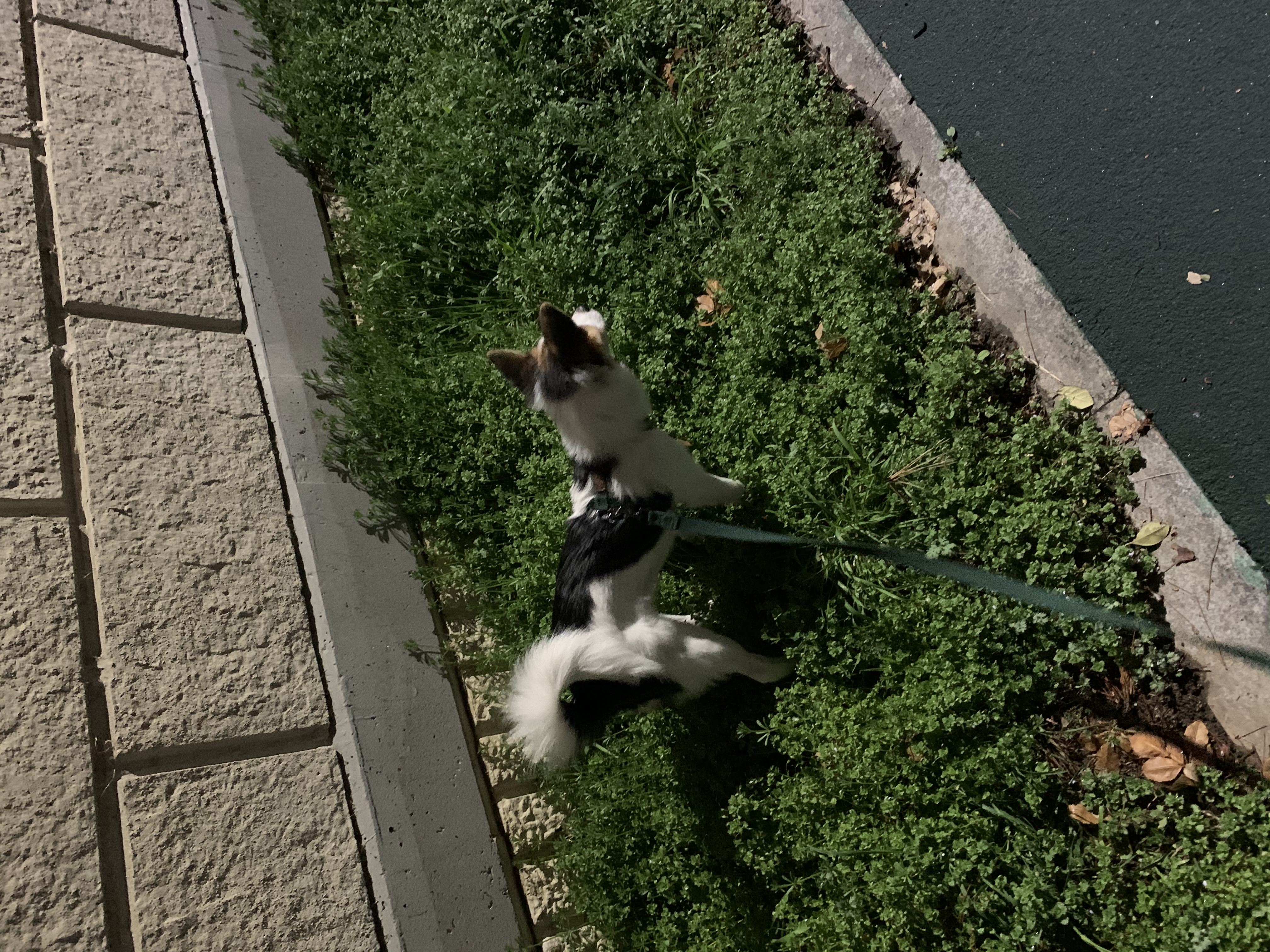 마블이 입양한지 벌써 3개월이 되었어요!