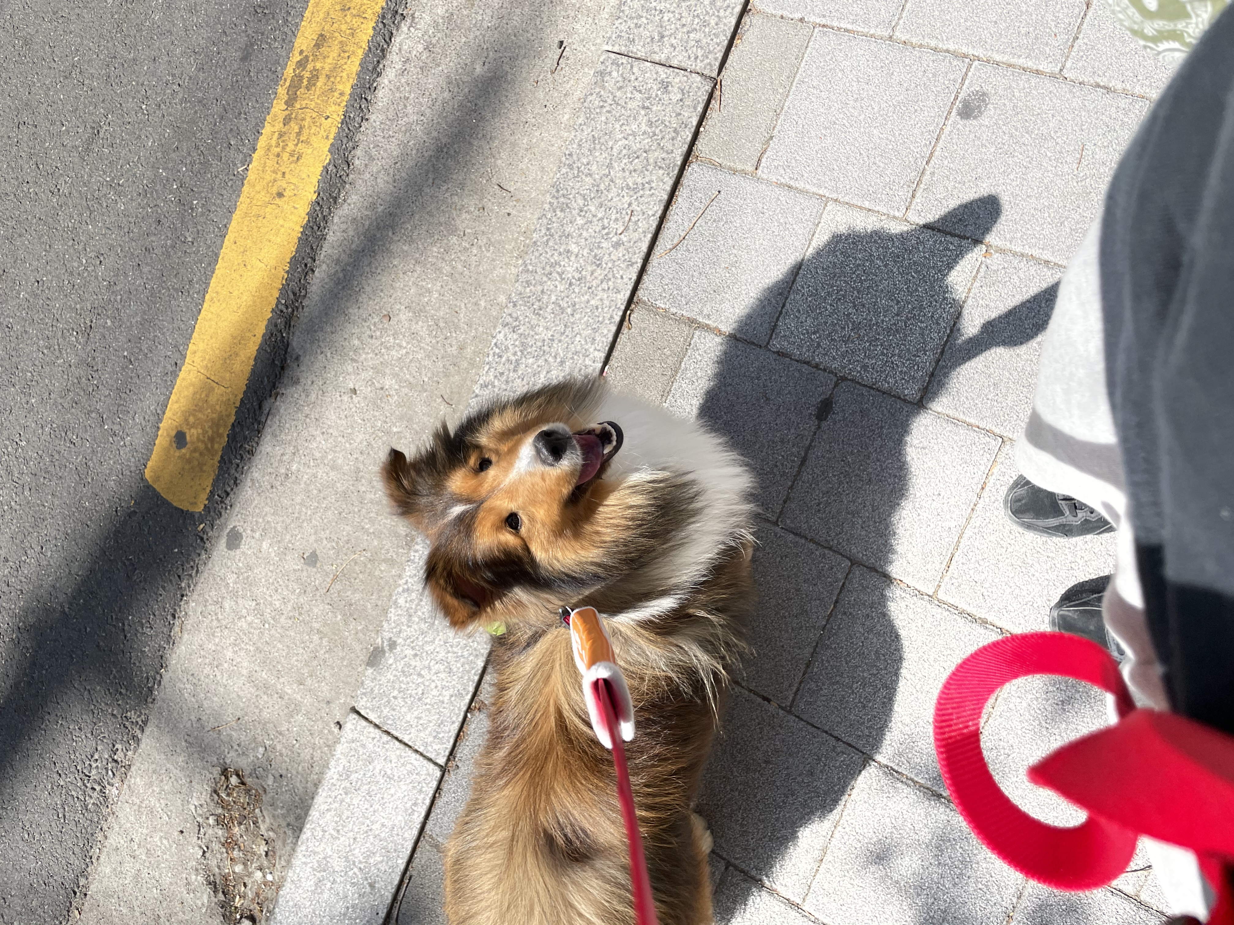 몽구(곤지암 셀트)의 입양 일주일 차 이야기@