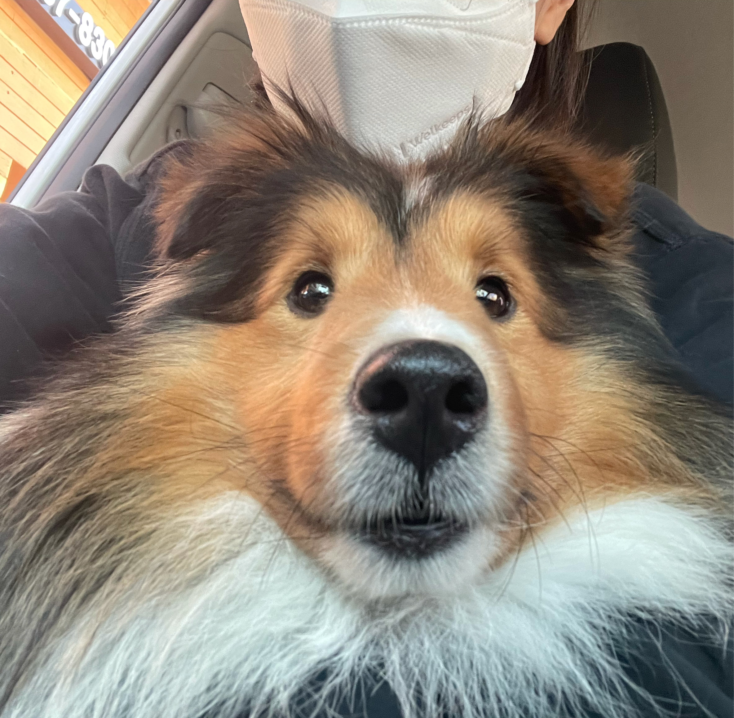 몽구(곤지암 셀트)의 입양 일주일 차 이야기@