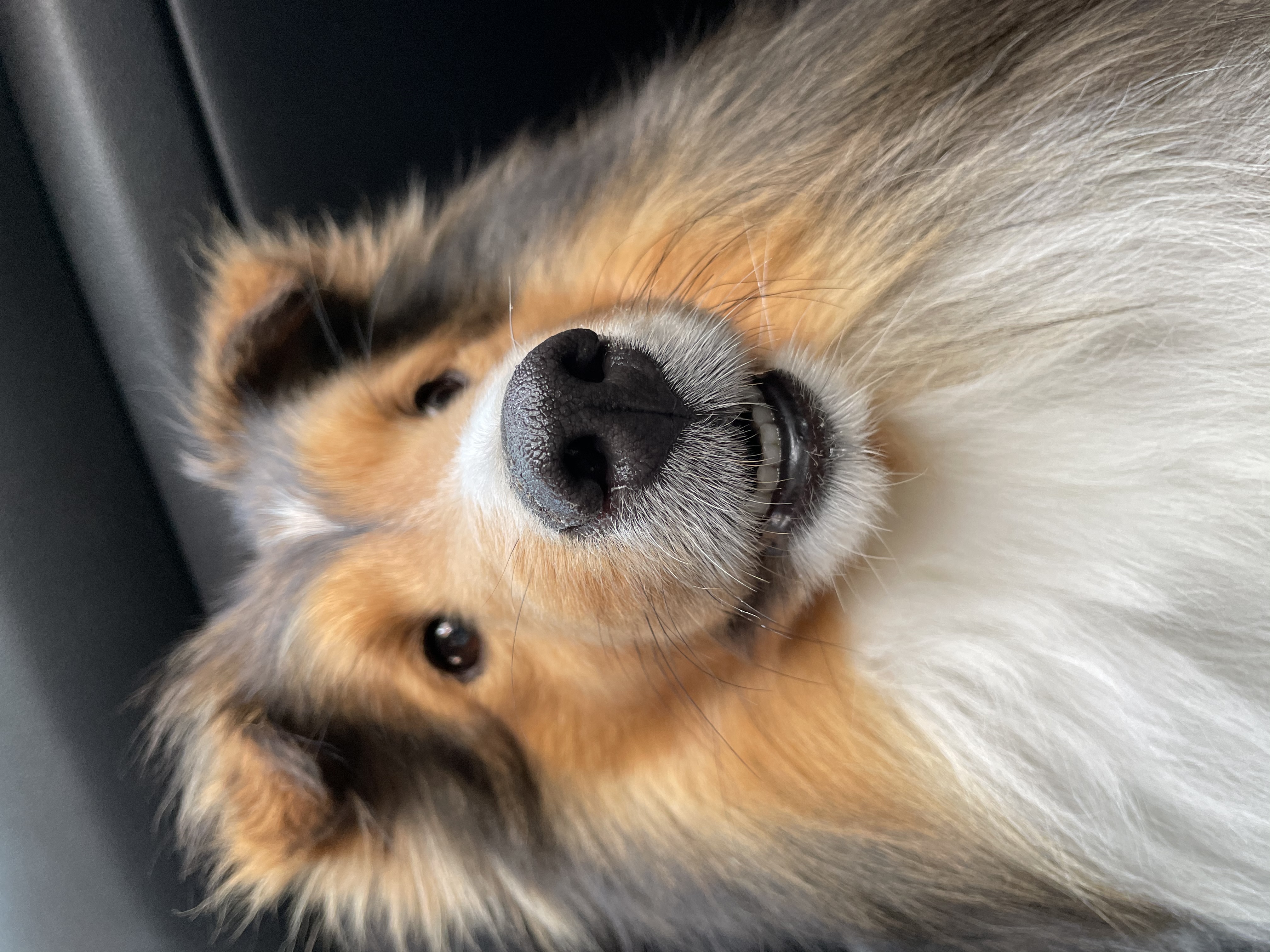 몽구(곤지암 셀트)의 입양 일주일 차 이야기@