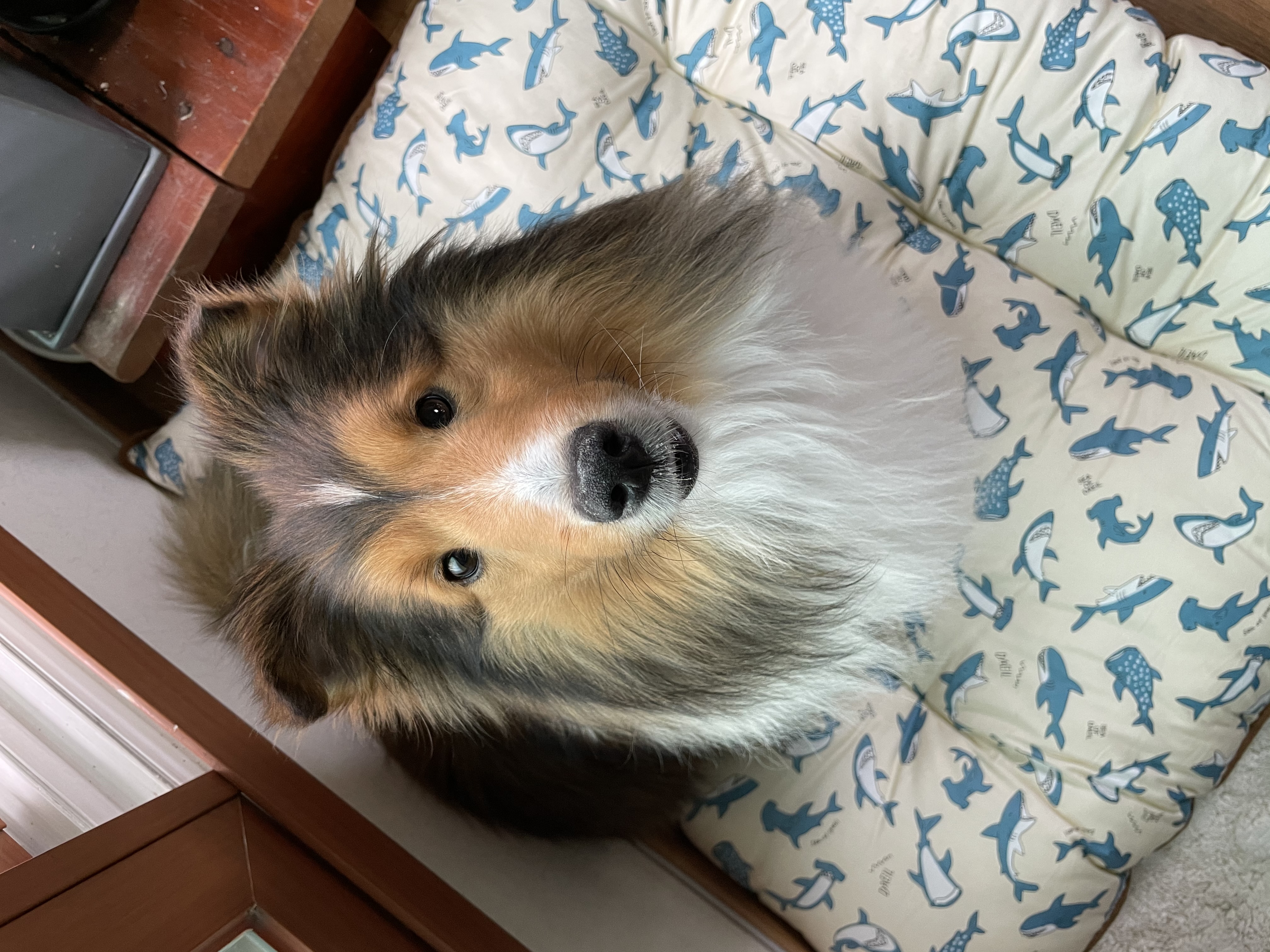 몽구(곤지암 셀트)의 입양 일주일 차 이야기@