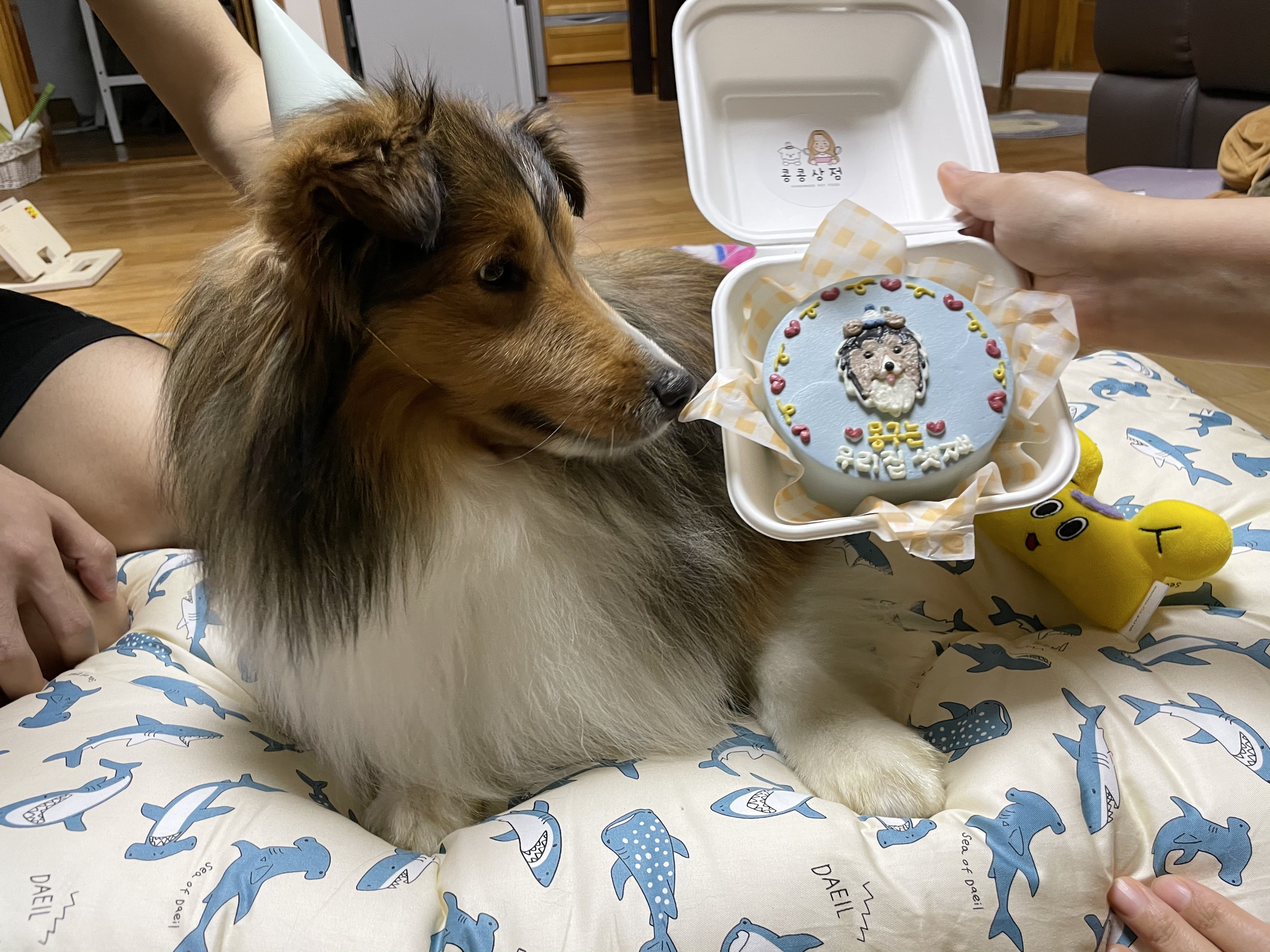 몽구(곤지암 셀트)의 입양 일주일 차 이야기@