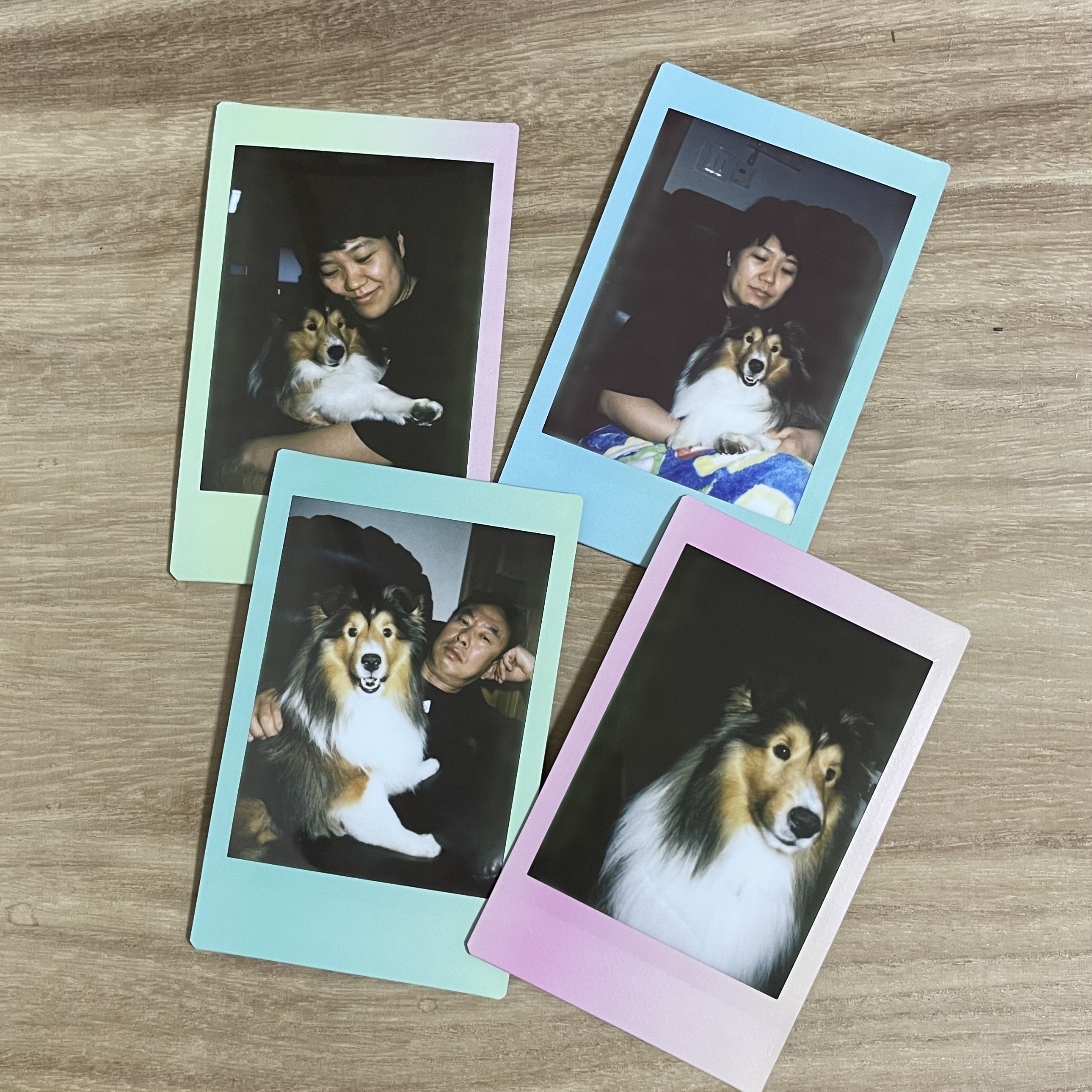 몽구(곤지암 셀트)의 입양 일주일 차 이야기@