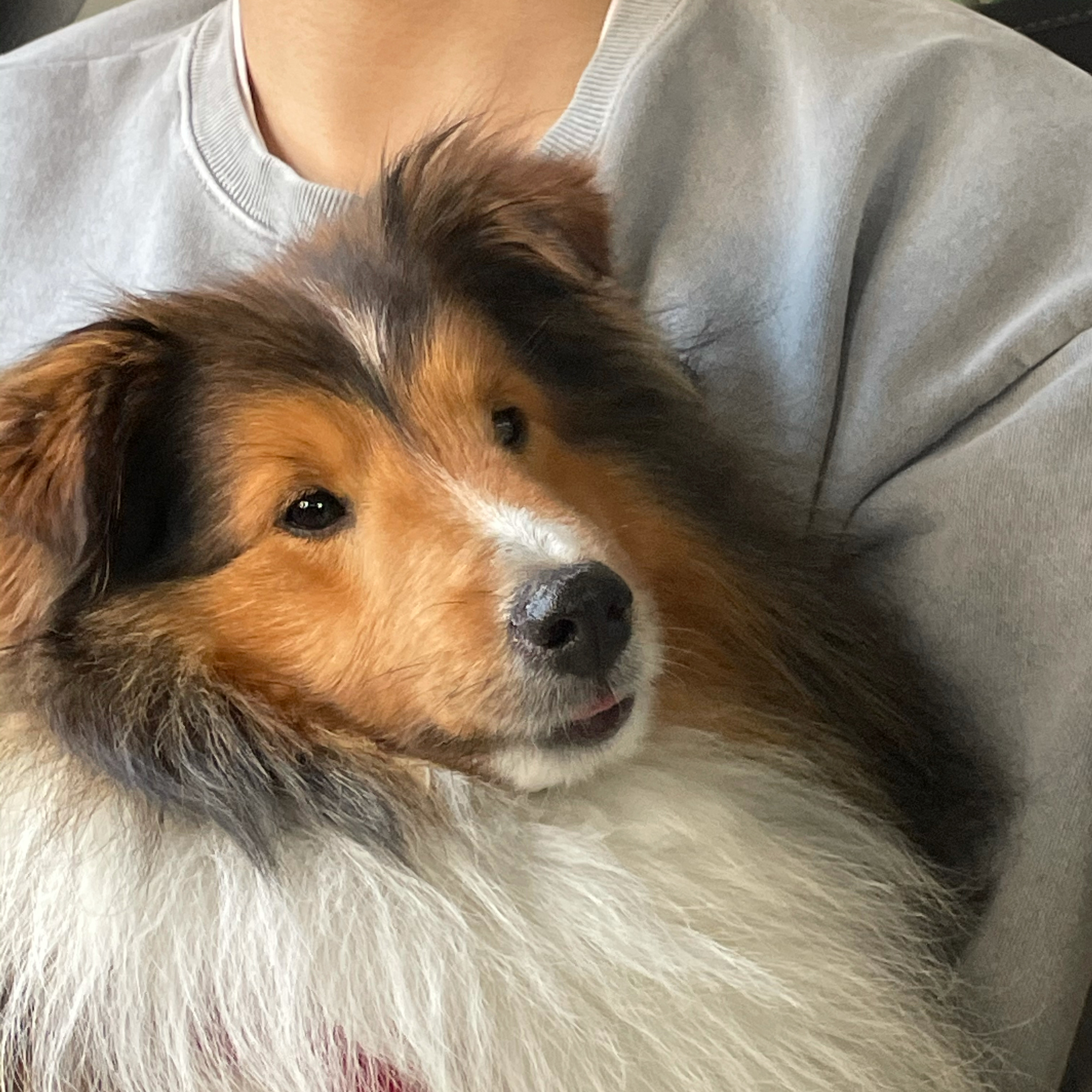 몽구(곤지암 셀트)의 입양 일주일 차 이야기@