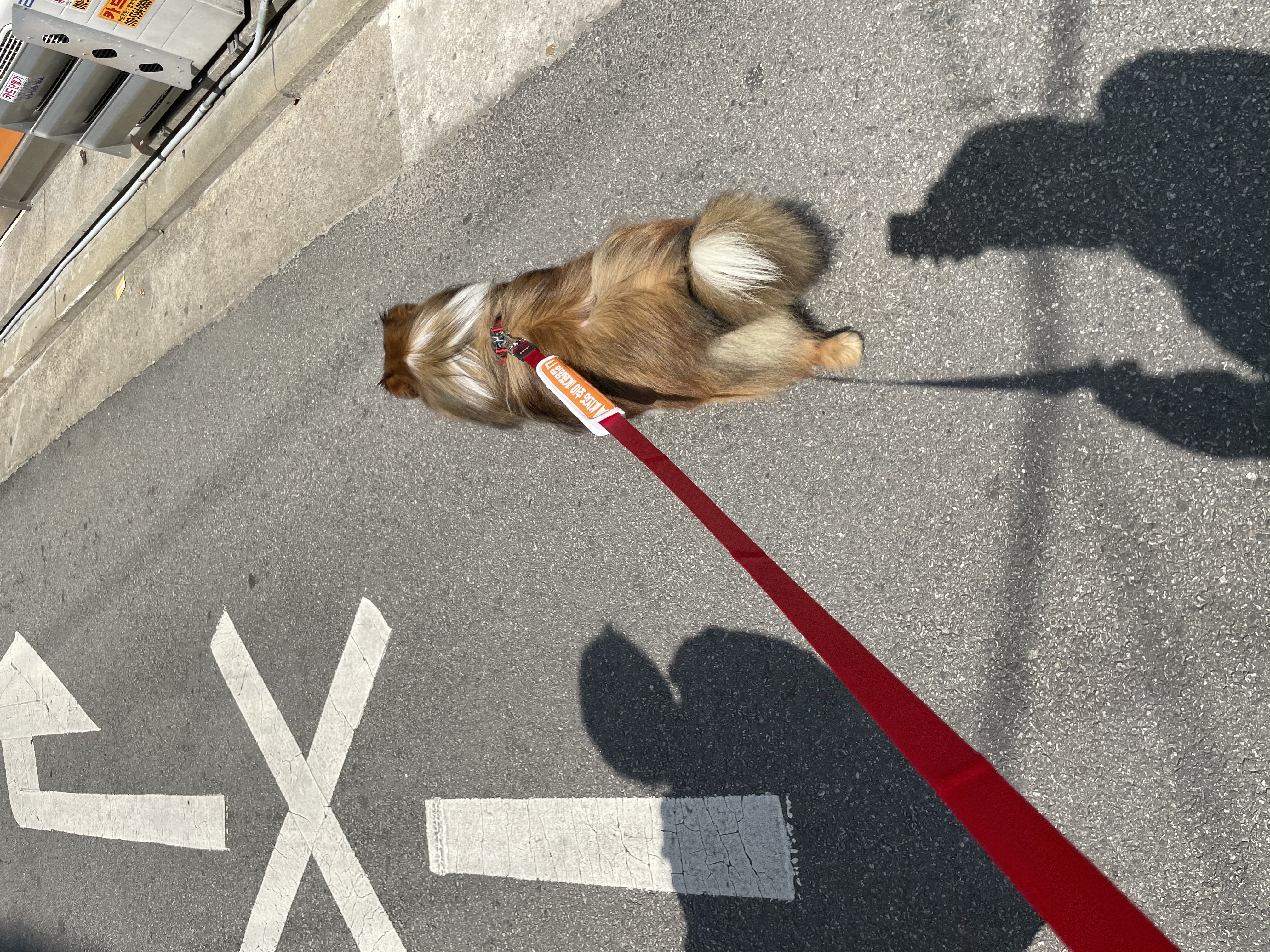 몽구(곤지암 셀트)의 입양 일주일 차 이야기@