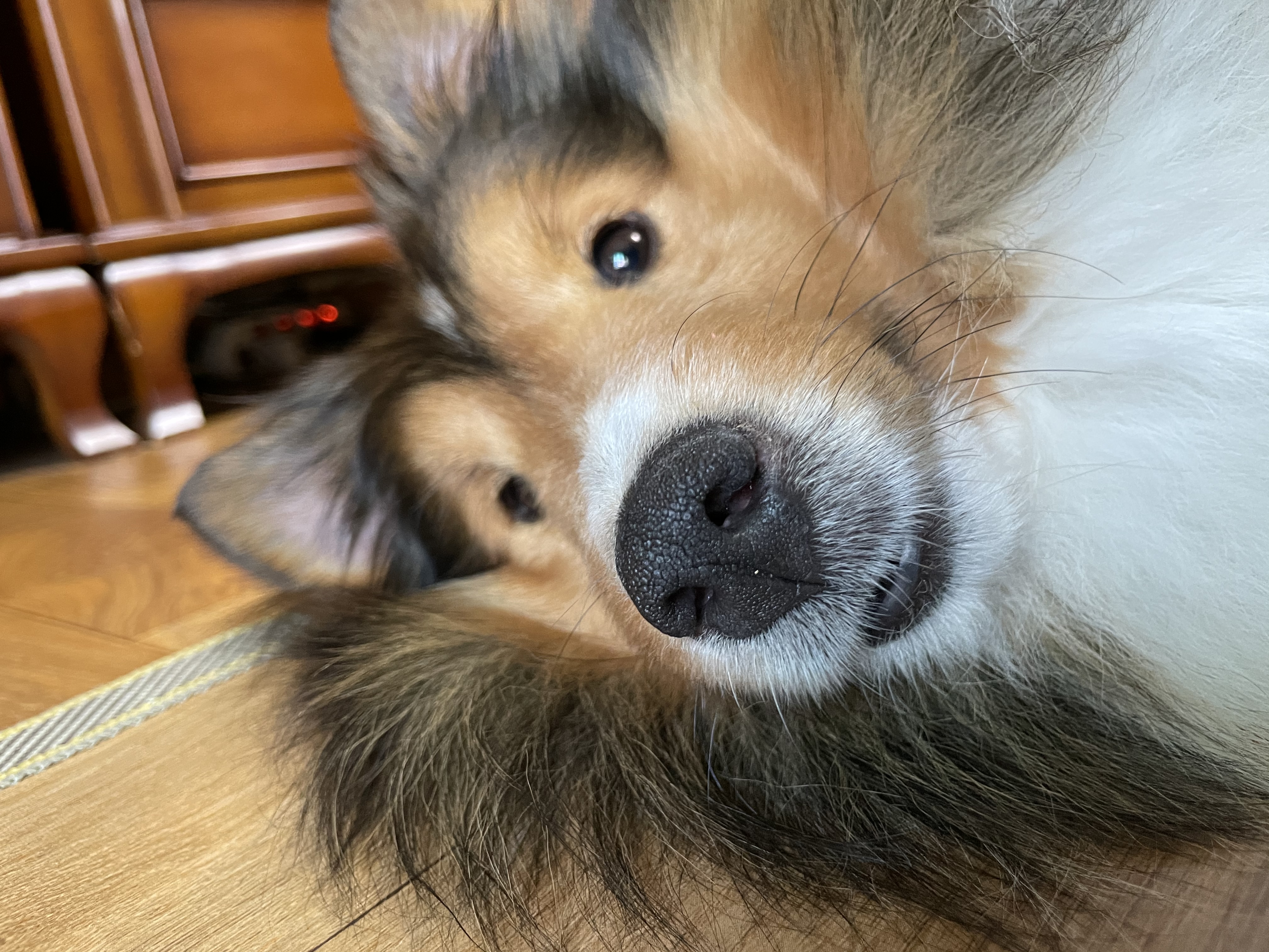 몽구(곤지암 셀트)의 입양 일주일 차 이야기@