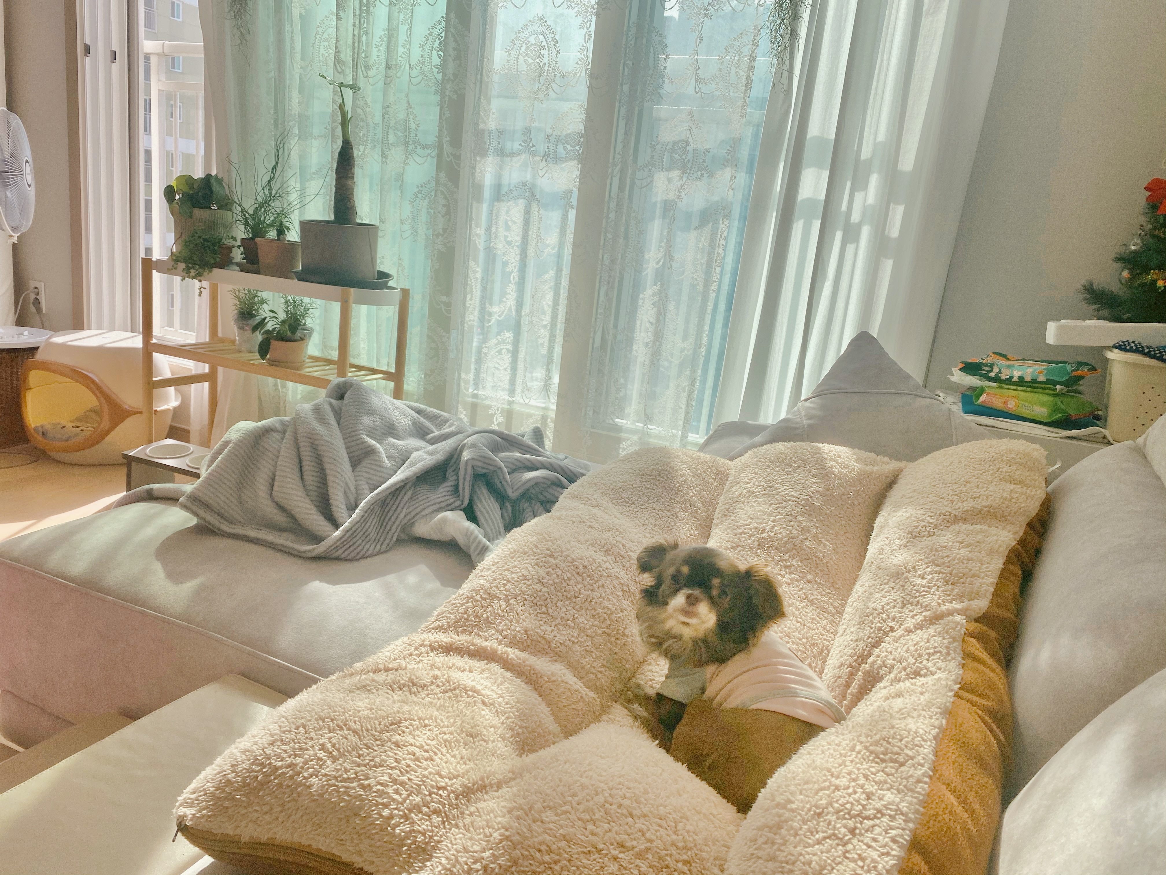 평택 치와와 오치 현재 라떼 입양 2년차 후기