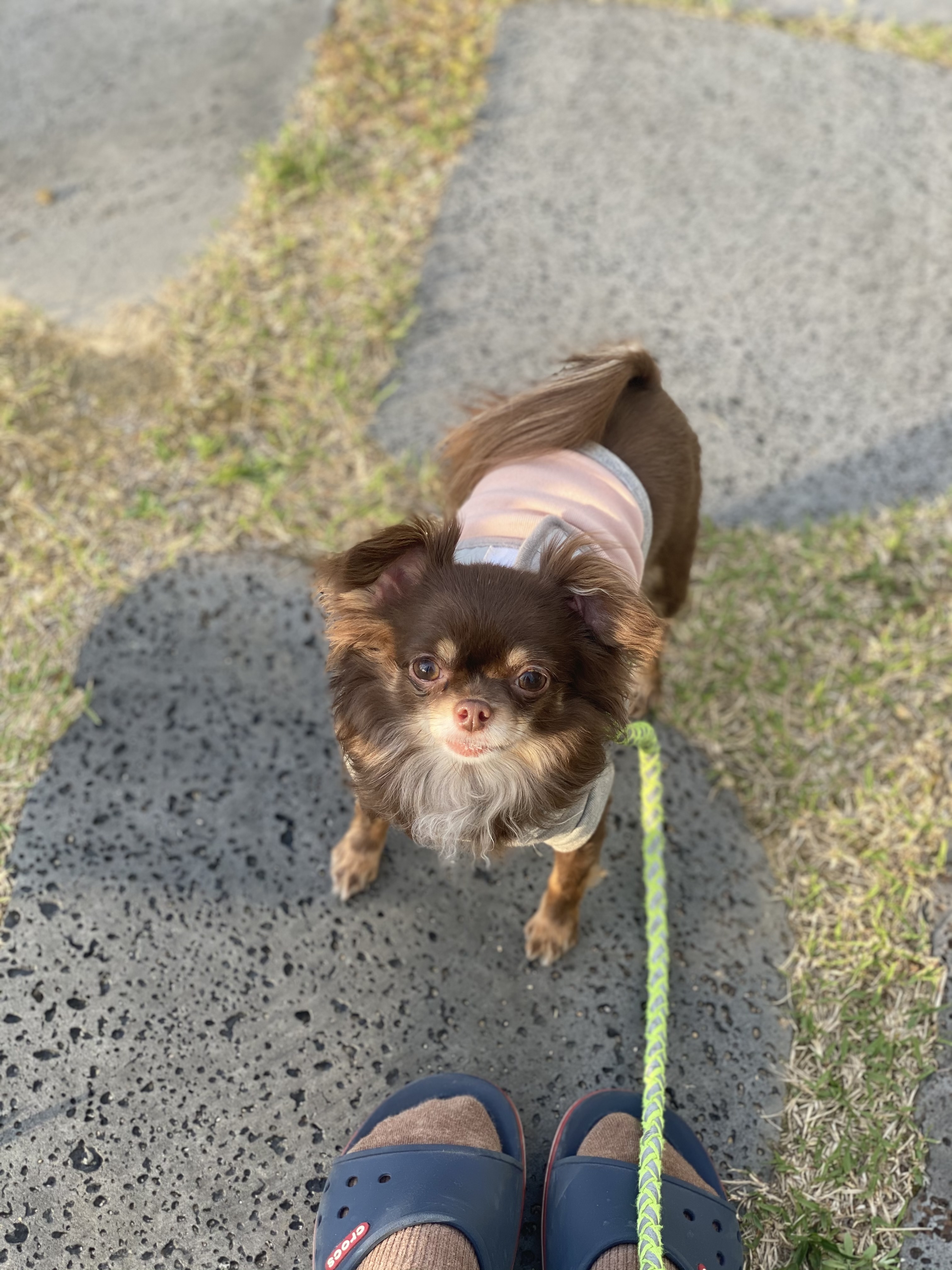 평택 치와와 오치 현재 라떼 입양 2년차 후기