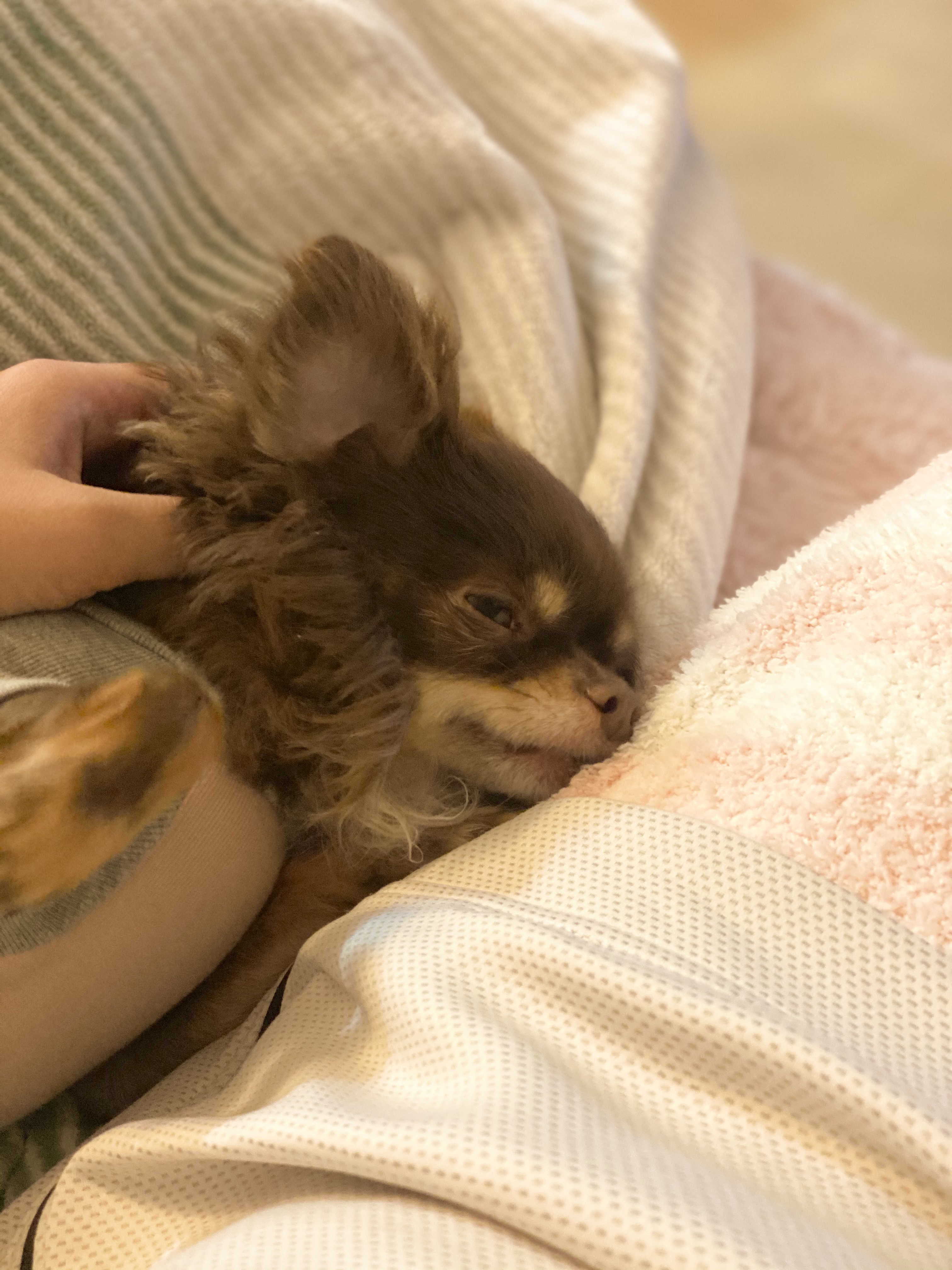 평택 치와와 오치 현재 라떼 입양 2년차 후기