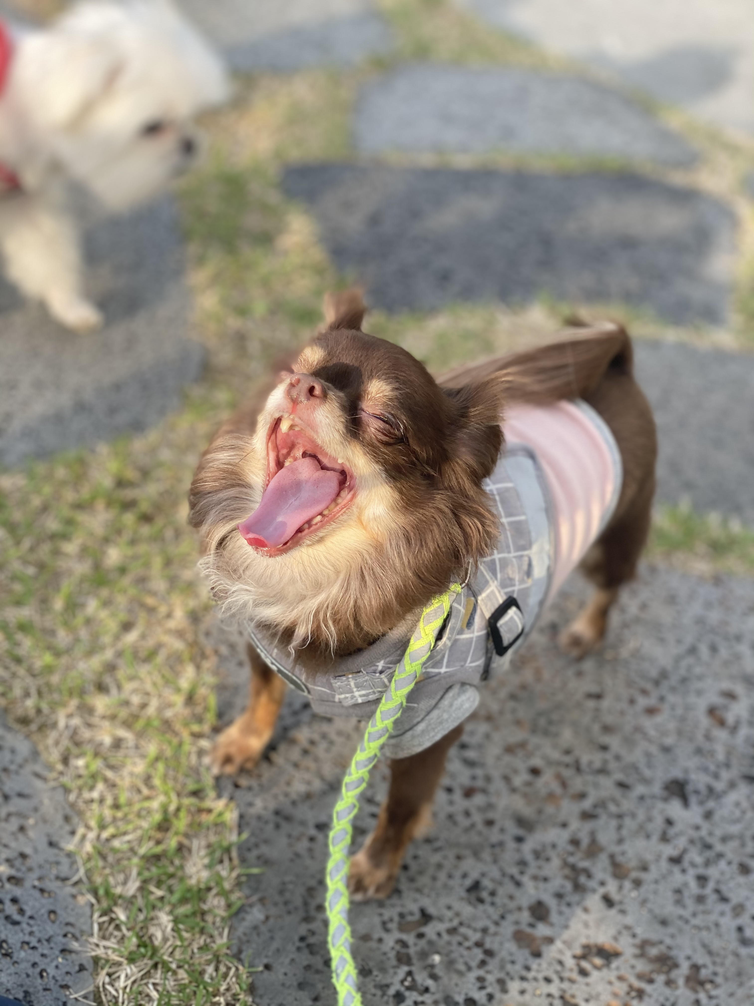 평택 치와와 오치 현재 라떼 입양 2년차 후기