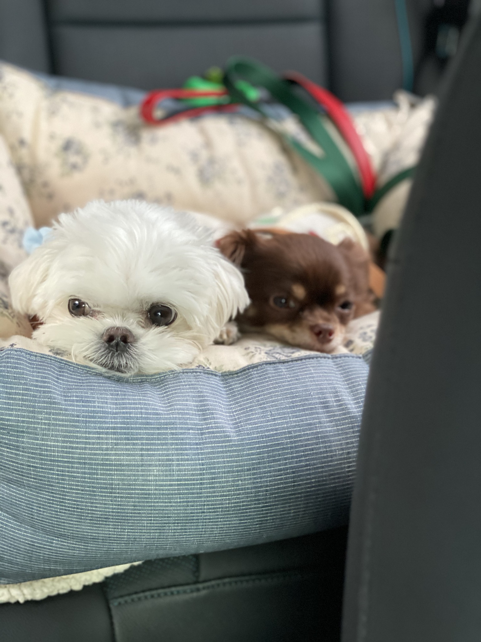 평택 치와와 오치 현재 라떼 입양 2년차 후기