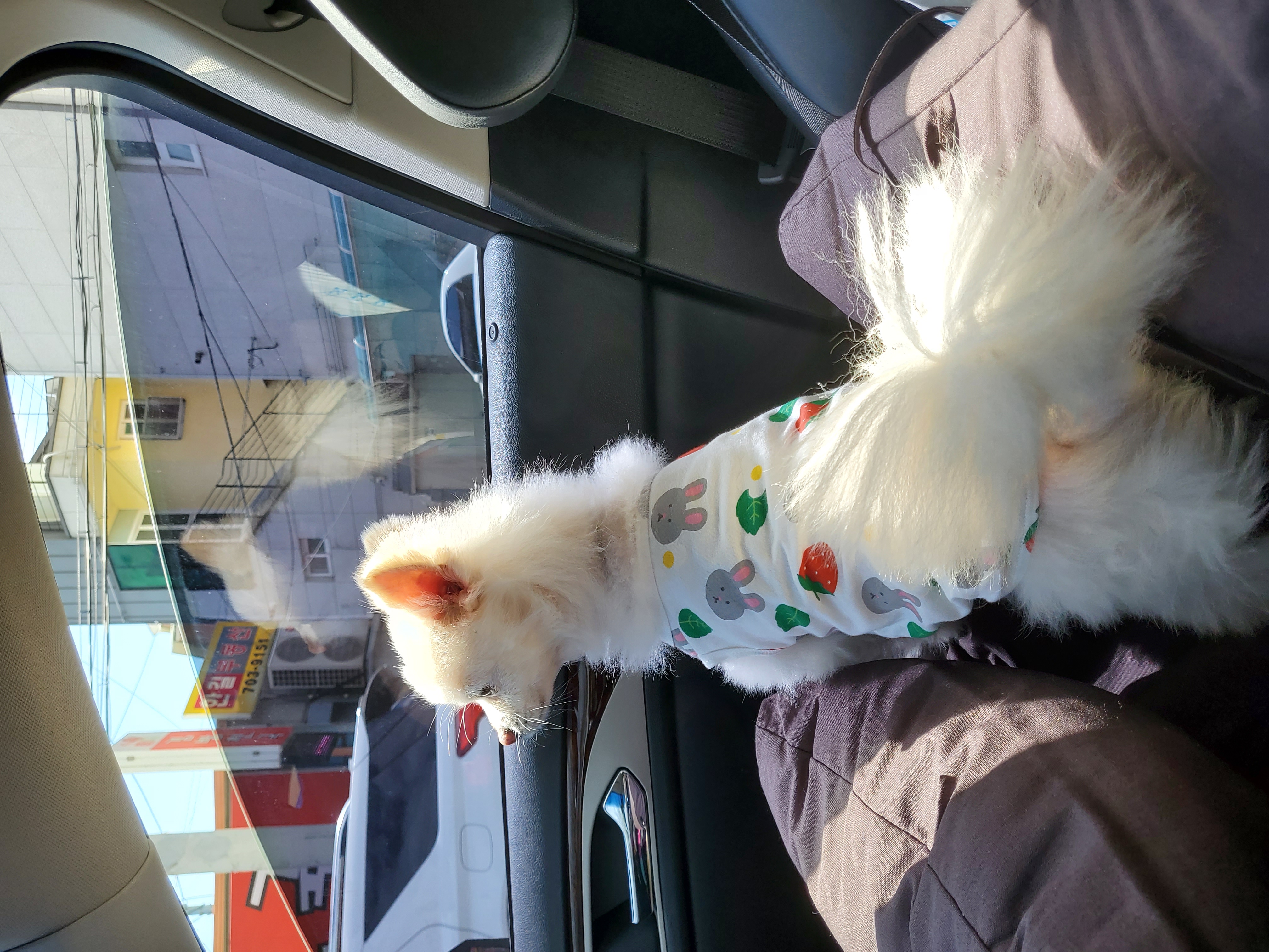 봄이(곤지암구조견 꿀밤이)입양한달차