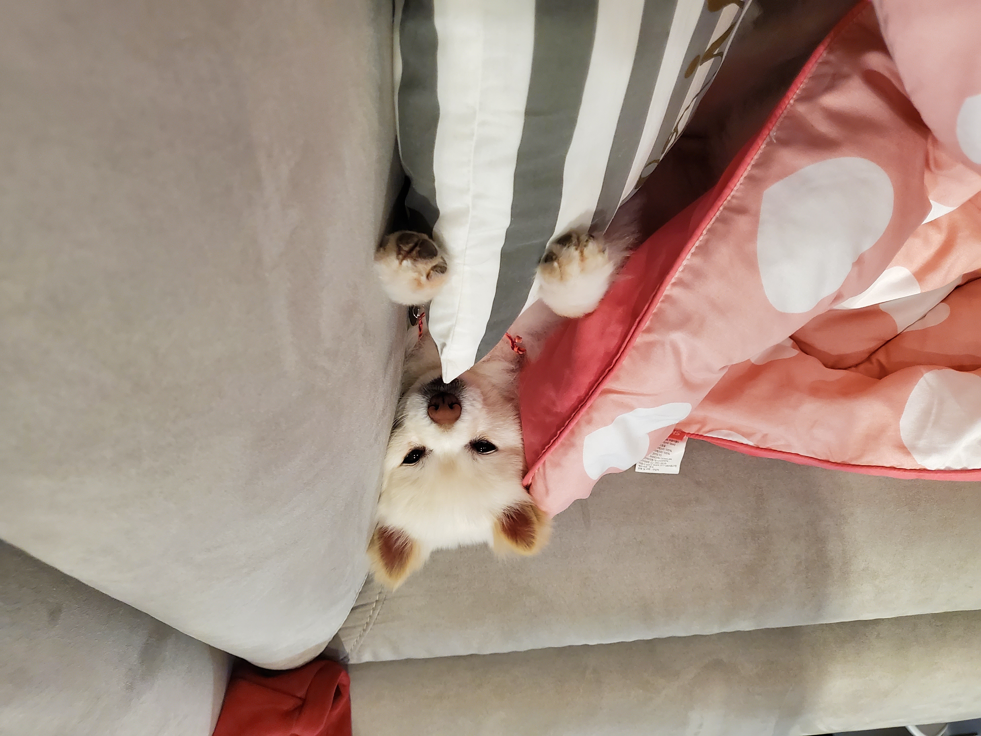 봄이(곤지암구조견 꿀밤이)입양한달차