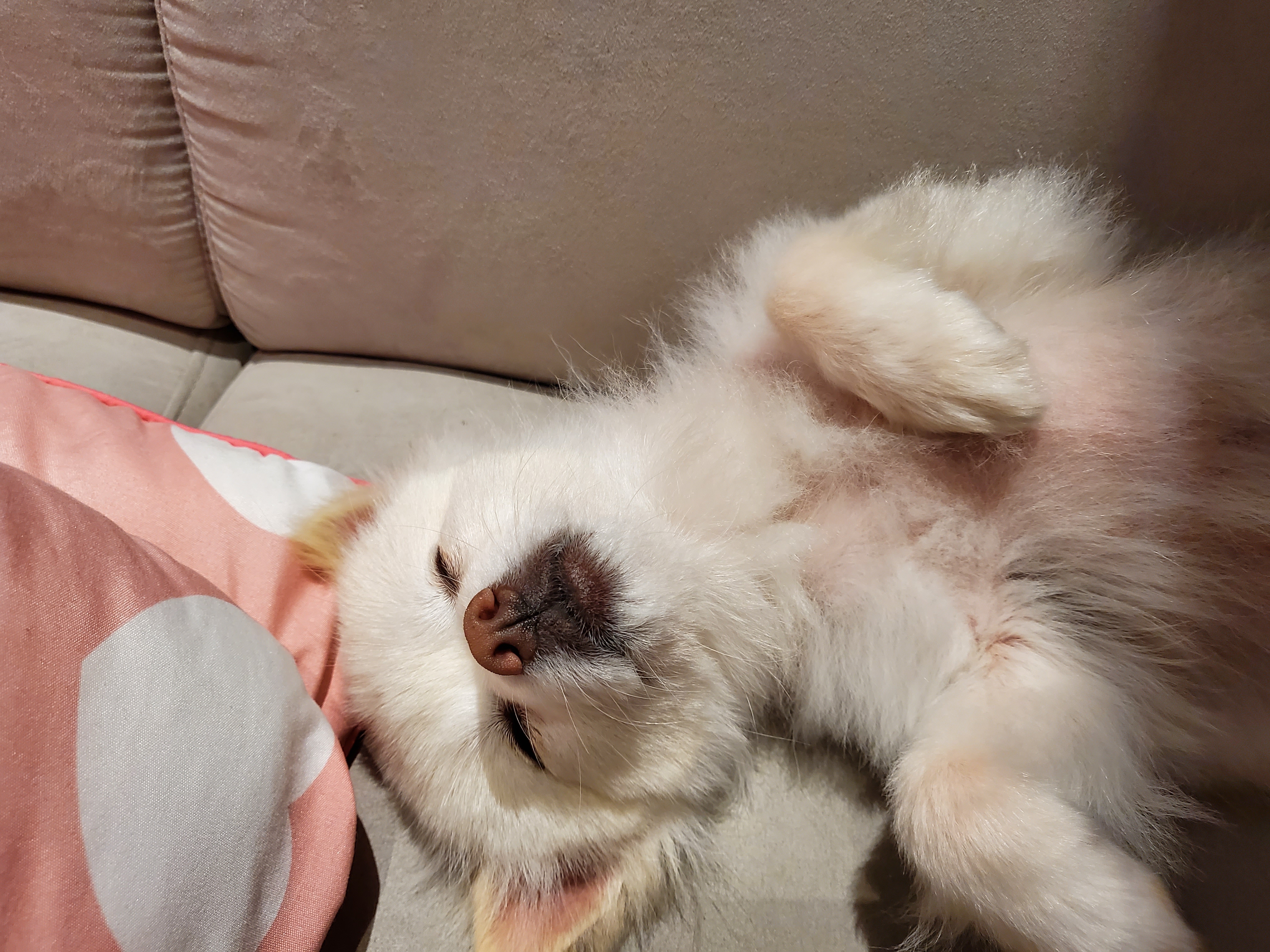 봄이(곤지암구조견 꿀밤이)입양한달차