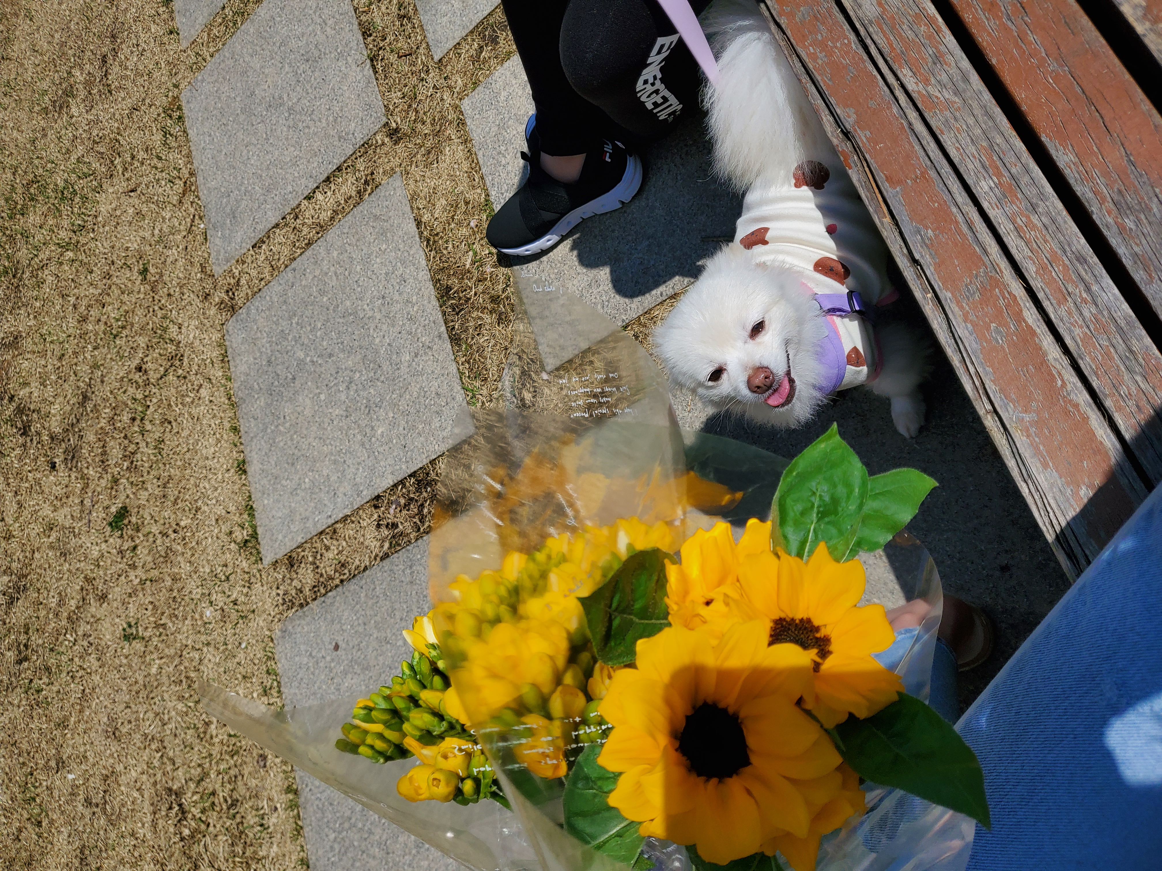 봄이(곤지암구조견 꿀밤이)입양한달차