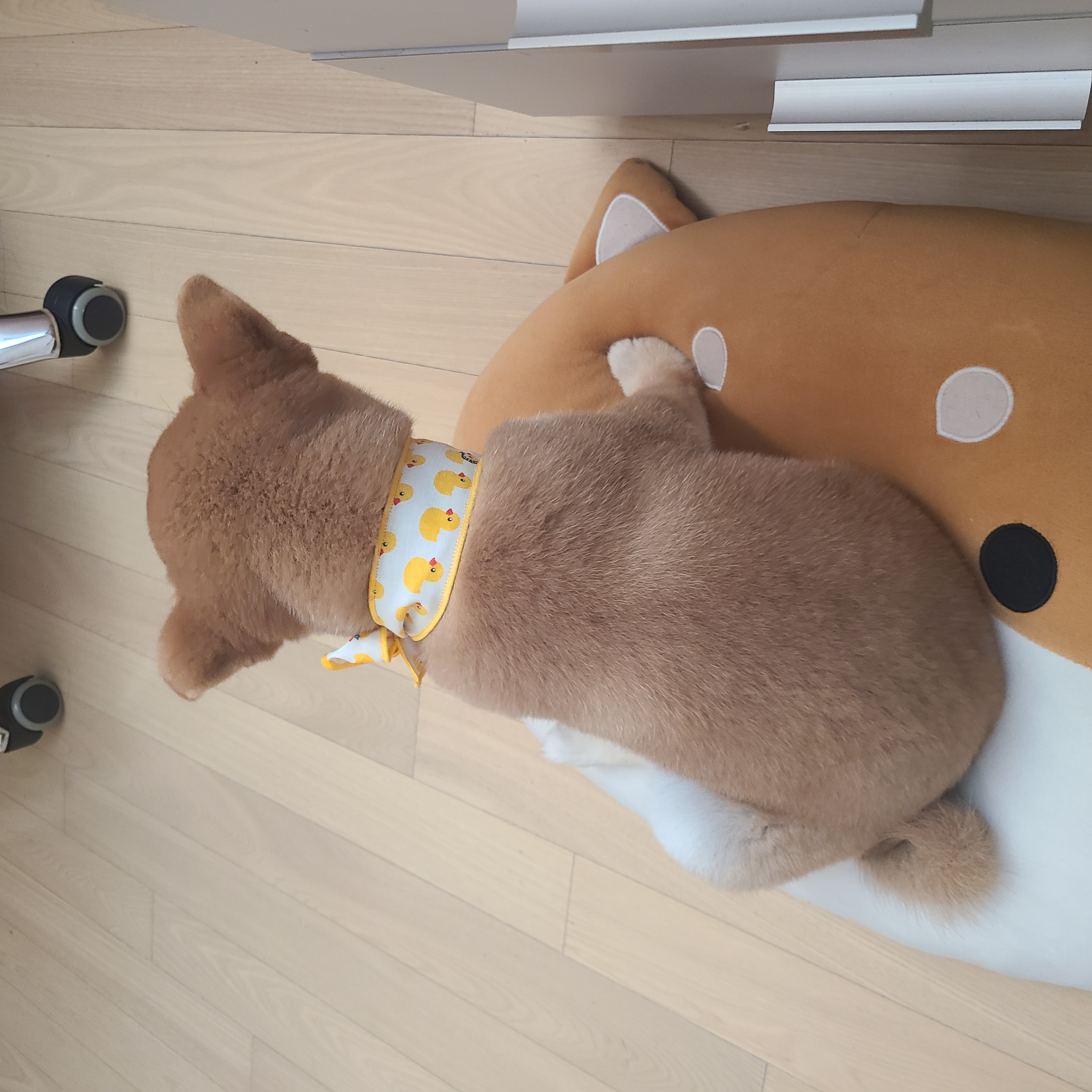 곤지암 세시 1달 ❤