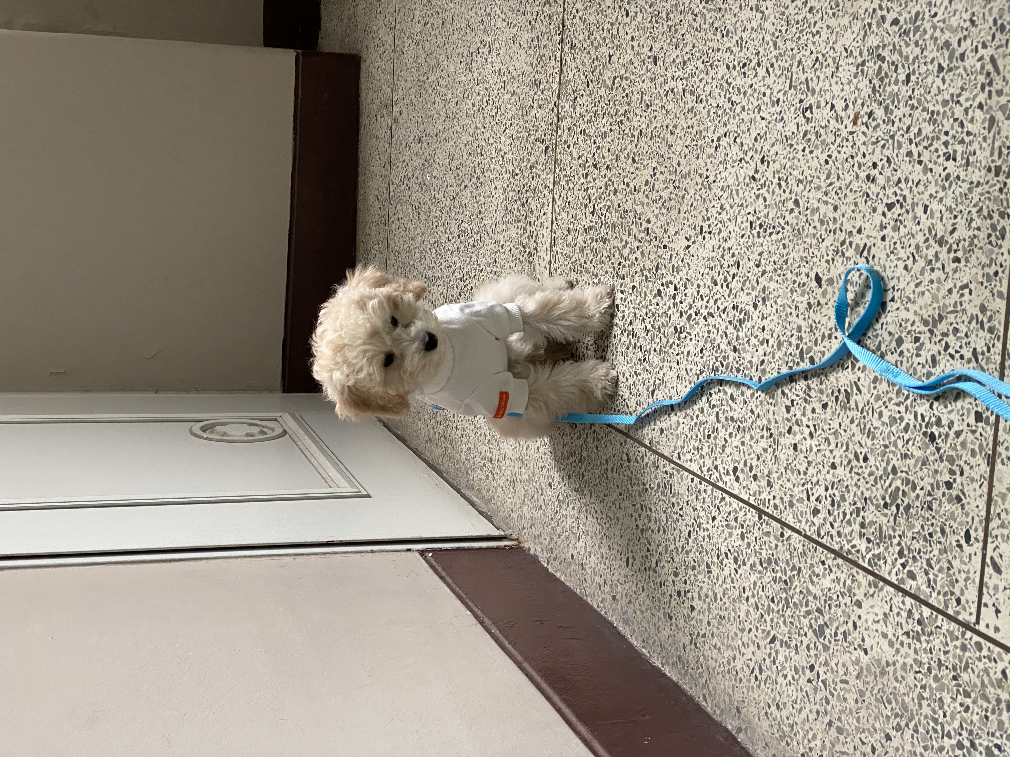 곤지암 구조견 쿠크의 자견 연지 (심쿵) 한달 입양후기