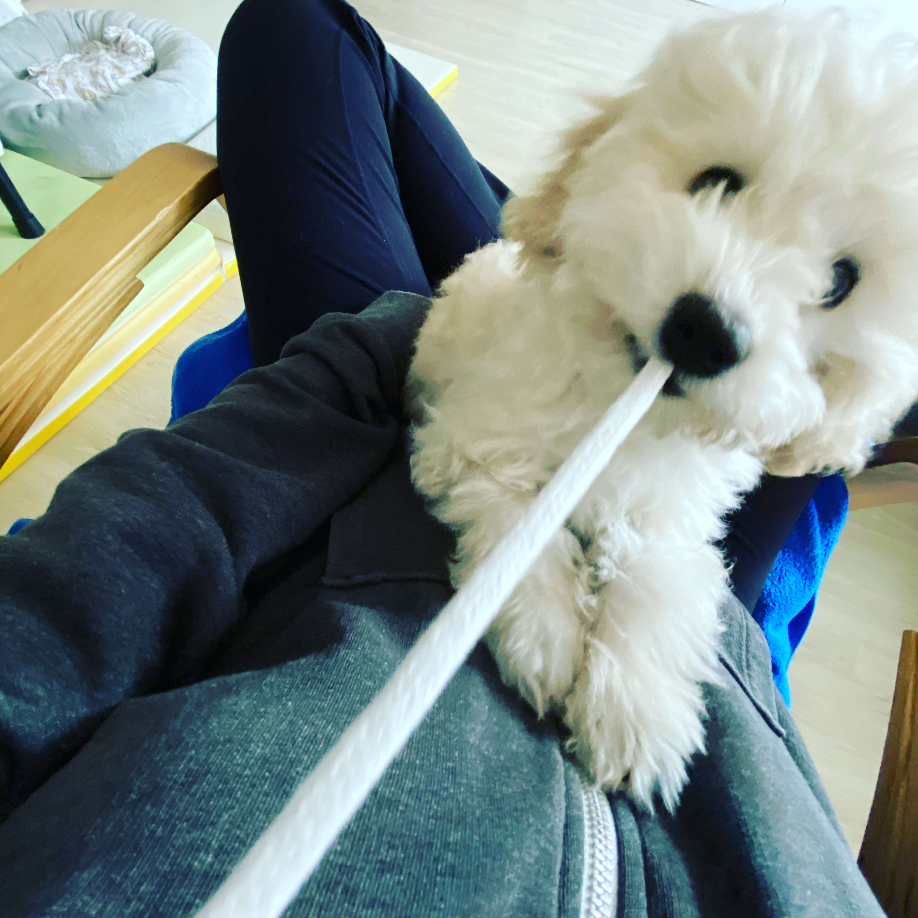 곤지암 구조견 쿠크의 자견 연지 (심쿵) 한달 입양후기