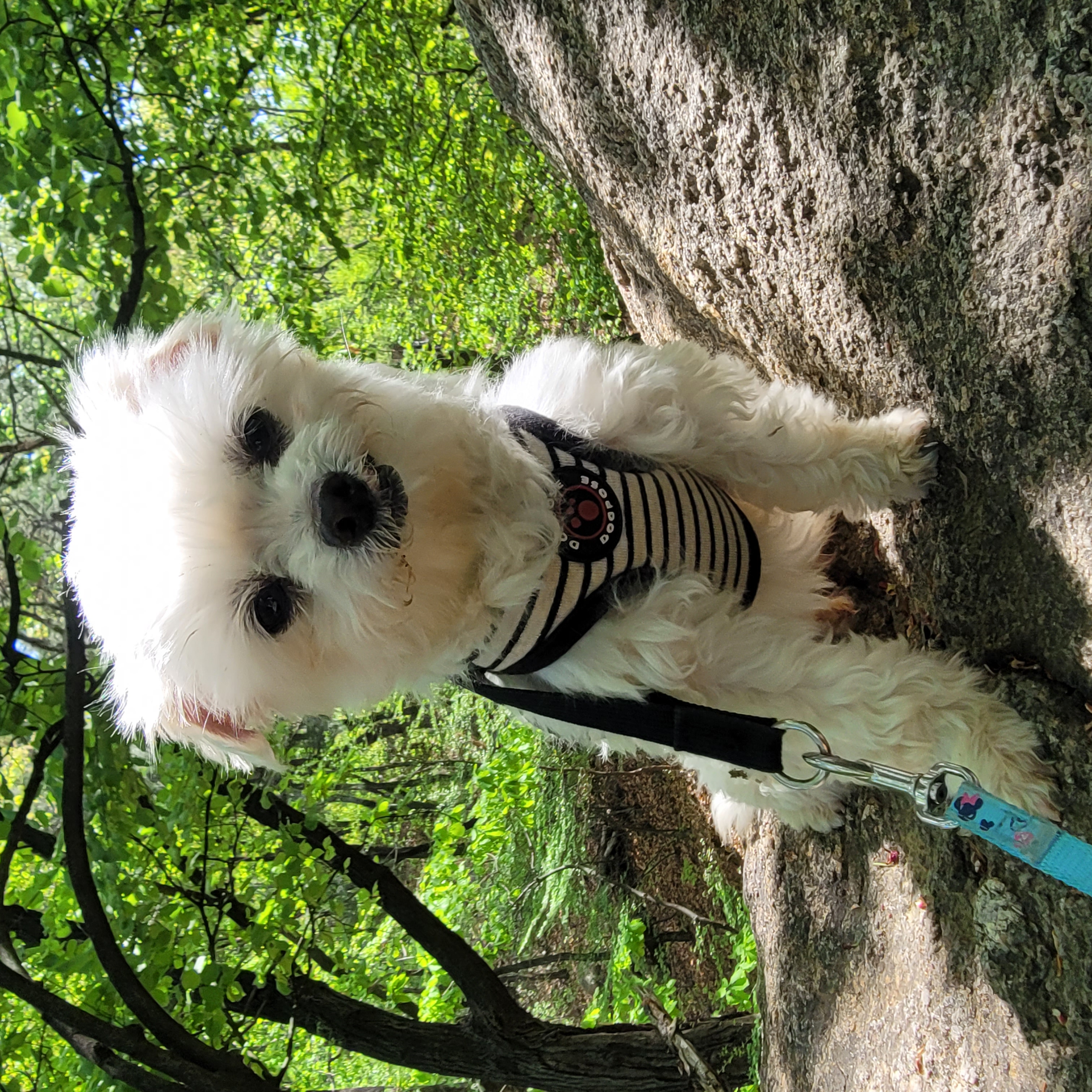봉남이(곤지암 도우너) 입양한달차