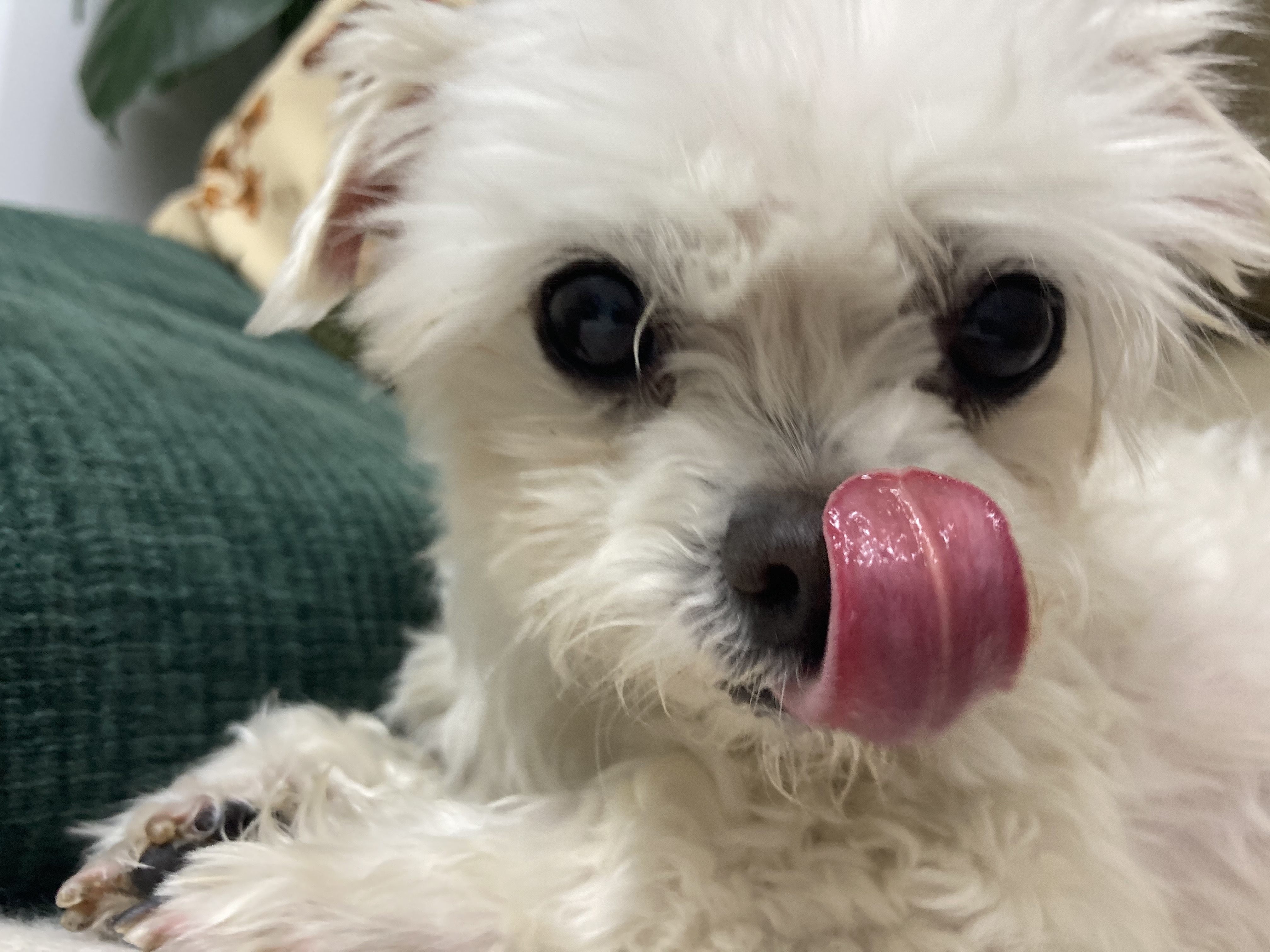 봉남이(곤지암 도우너) 입양한달차