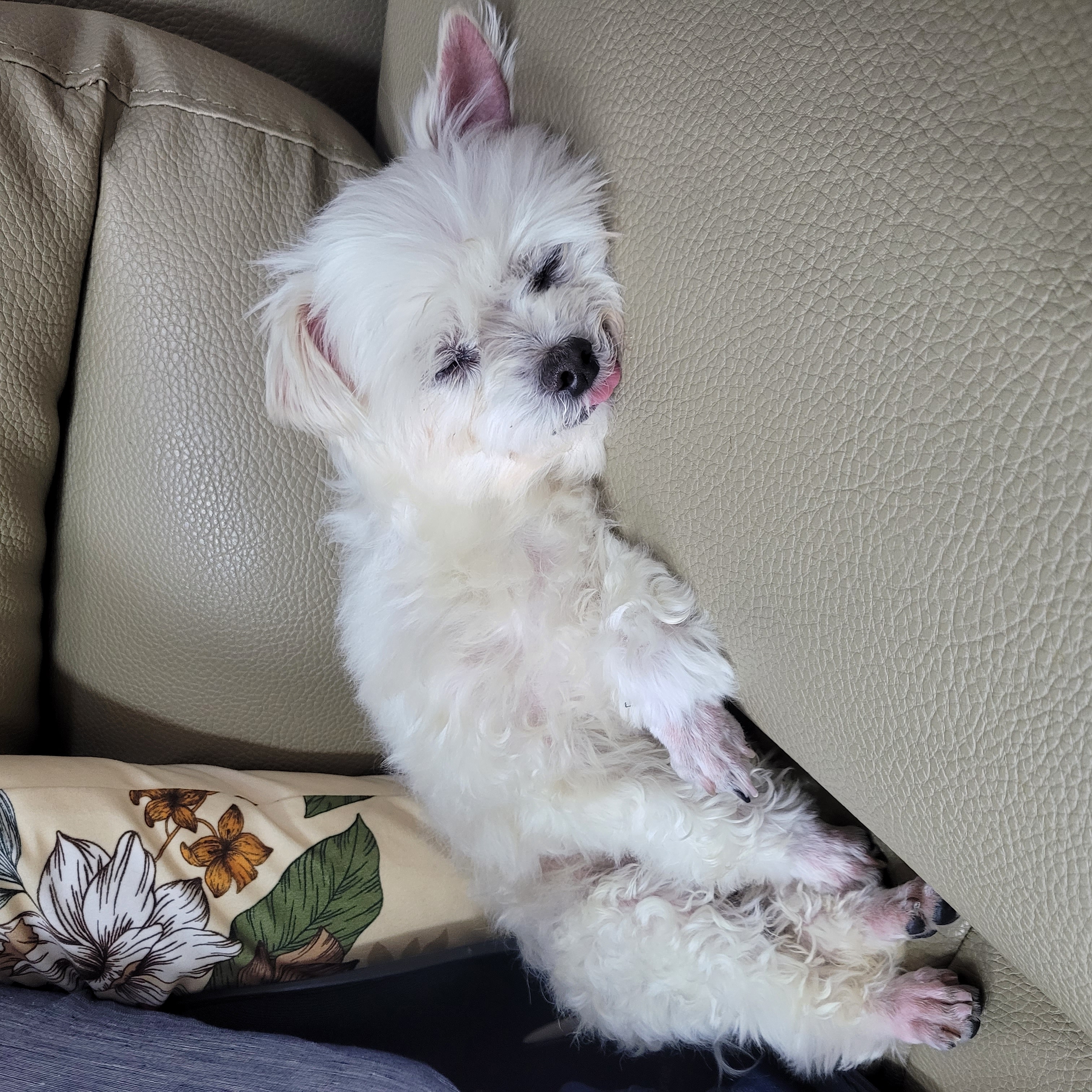 봉남이(곤지암 도우너) 입양한달차