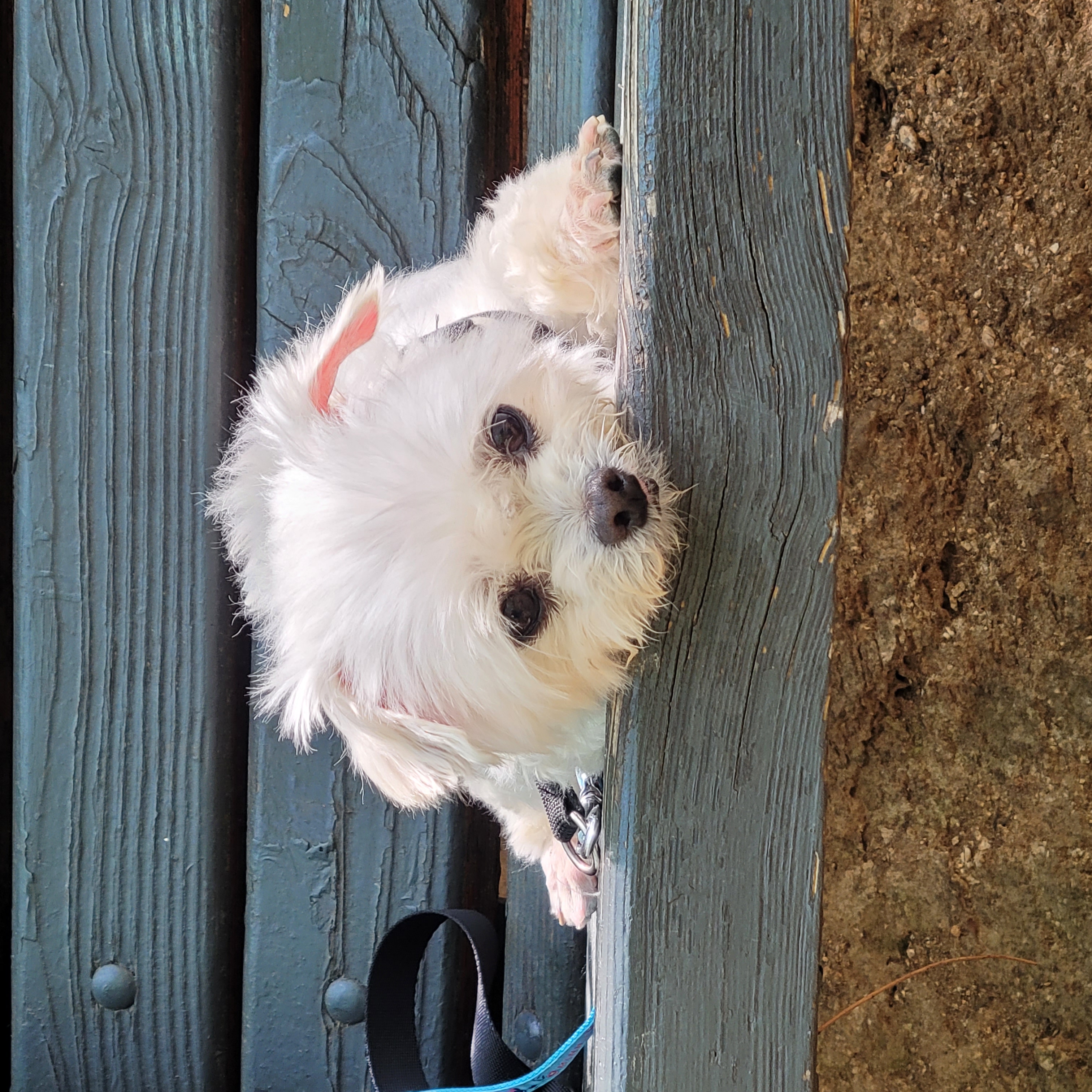 봉남이(곤지암 도우너) 입양한달차