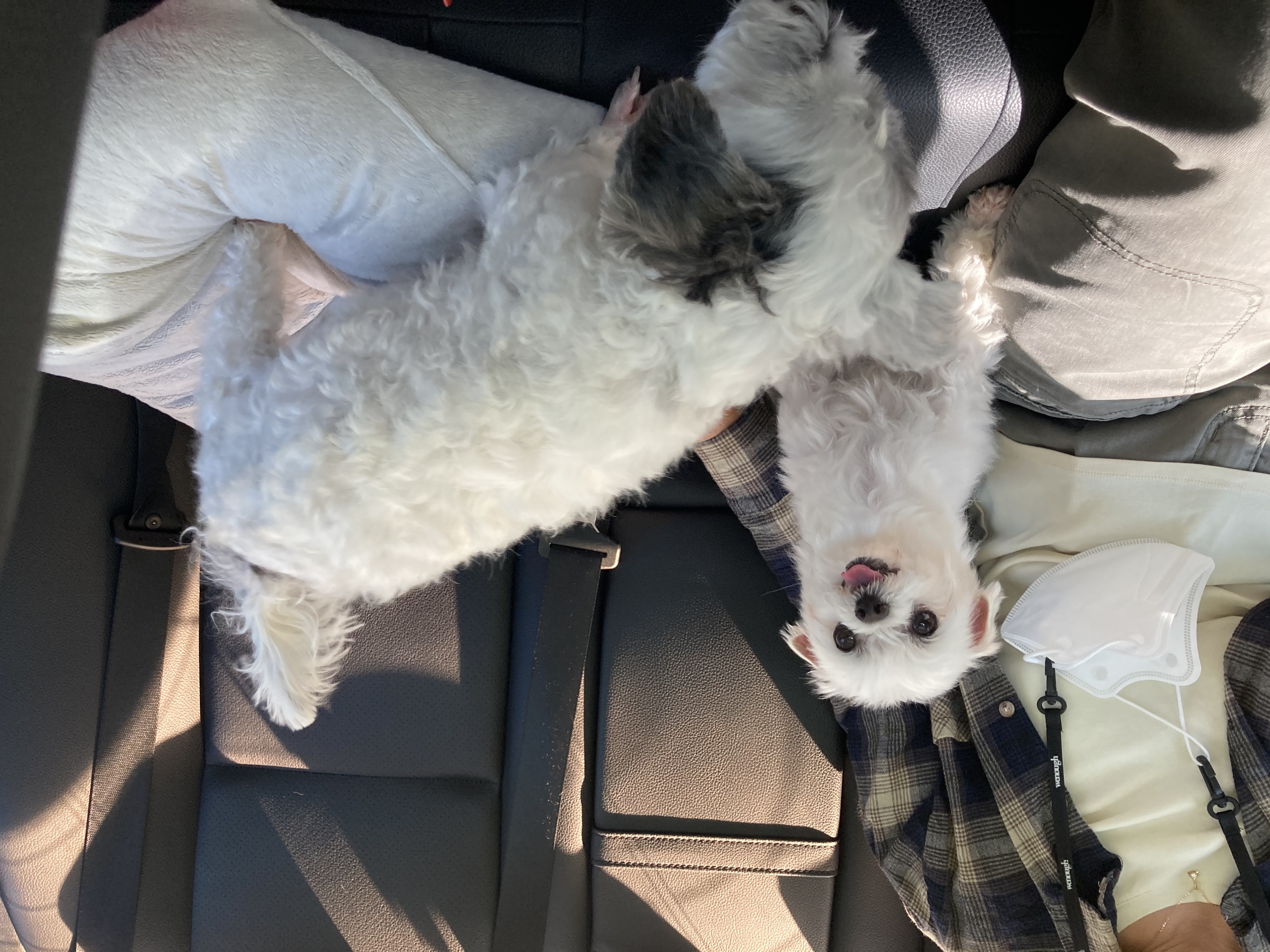 봉남이(곤지암 도우너) 입양한달차