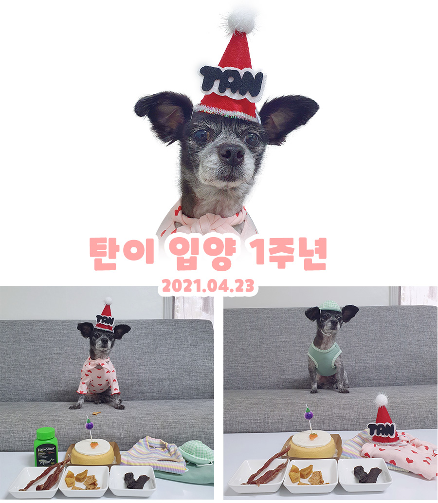 장탄씨 이야기 (#동자연_탄이) : 입양 1주년 후기