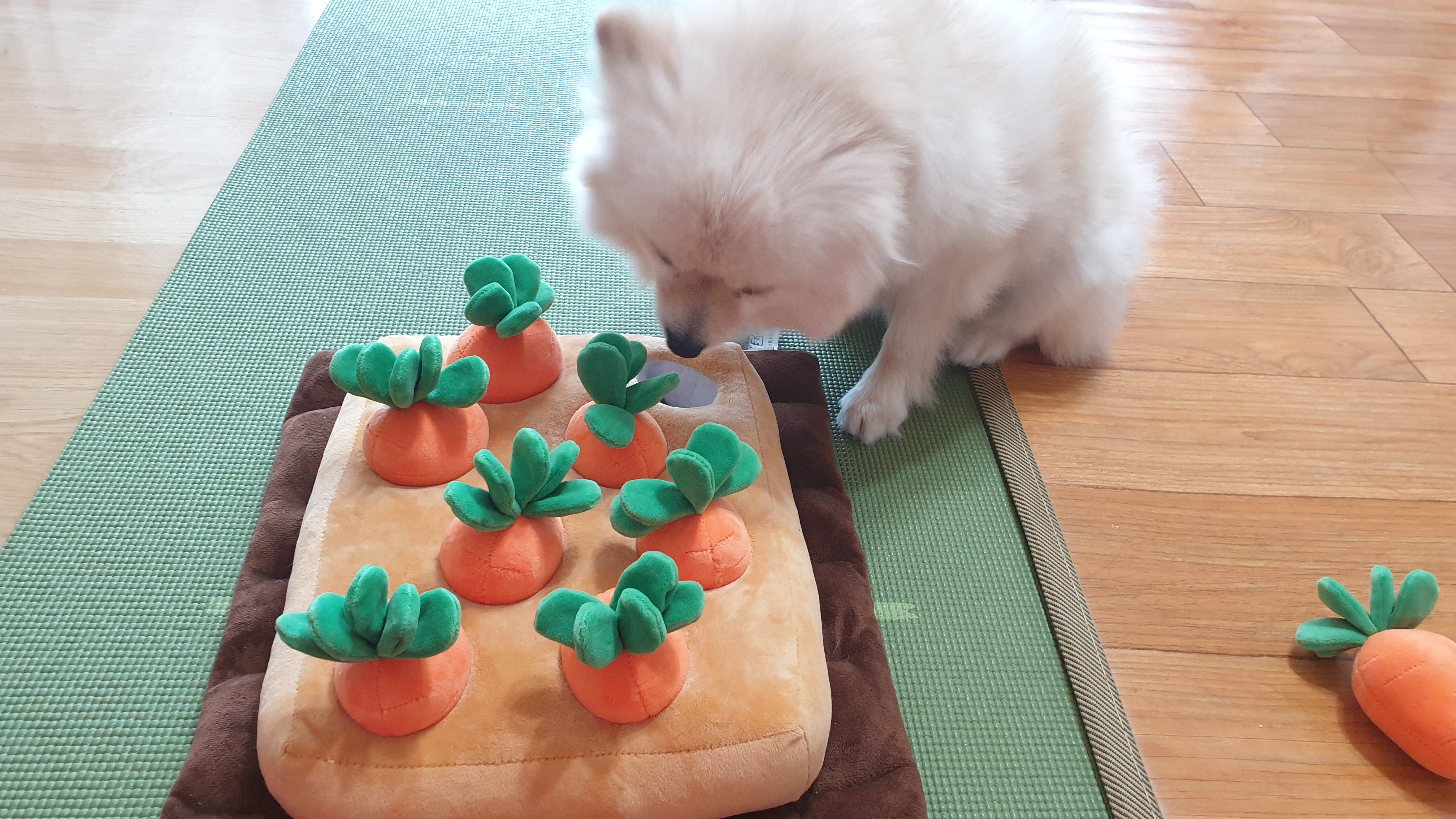 곤지암 구조견 단밤이 입양 한 달 후기