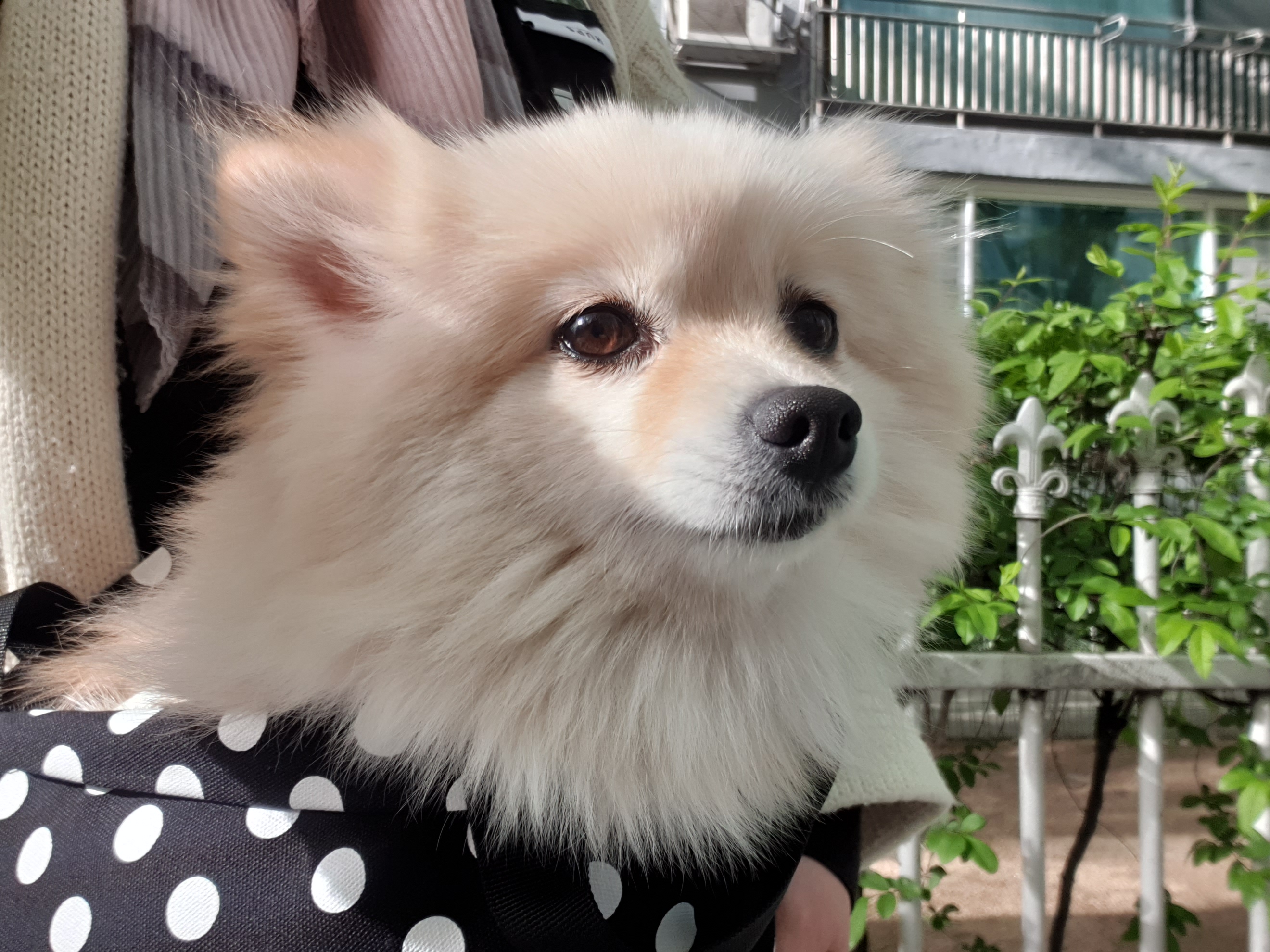 곤지암 구조견 단밤이 입양 한 달 후기